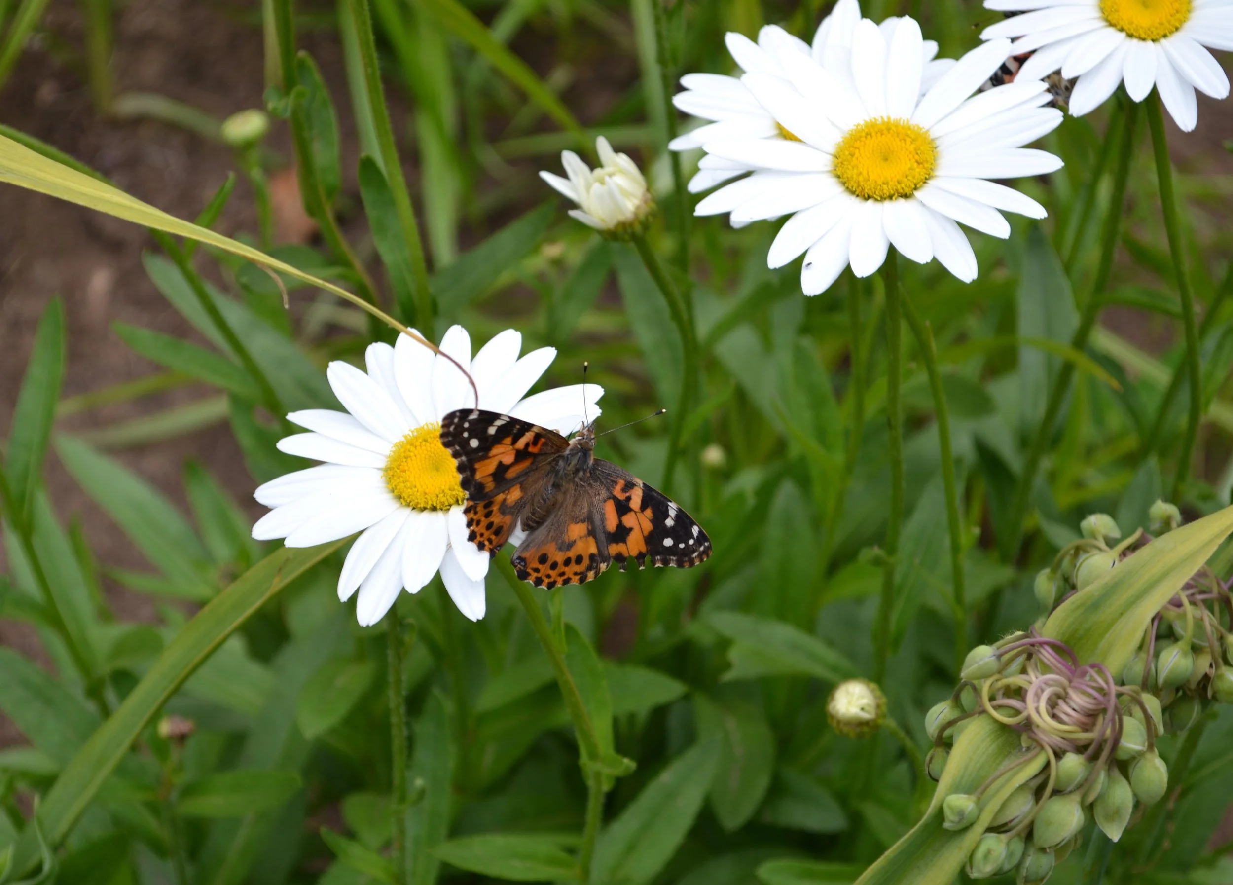 DSC_0311.JPG