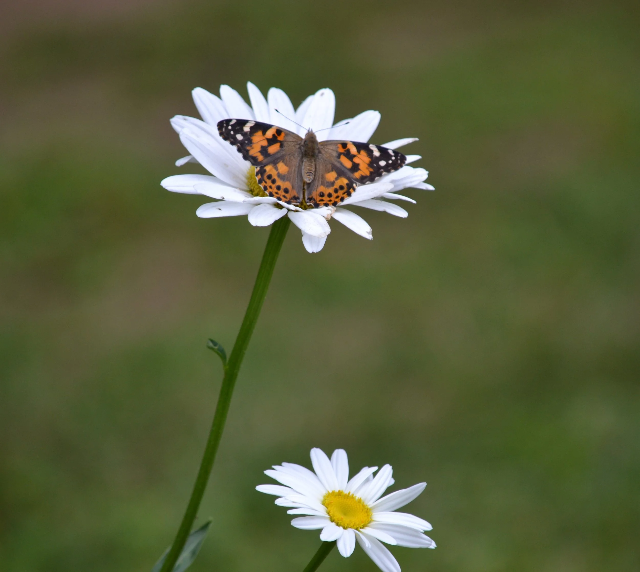DSC_0296.JPG