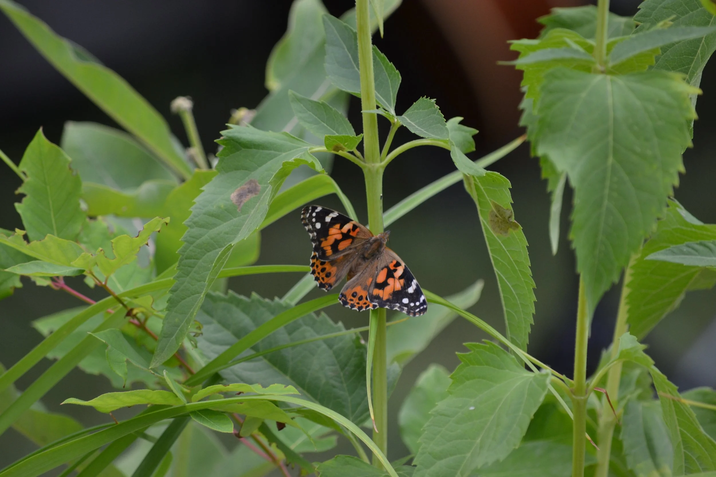 DSC_0291.JPG