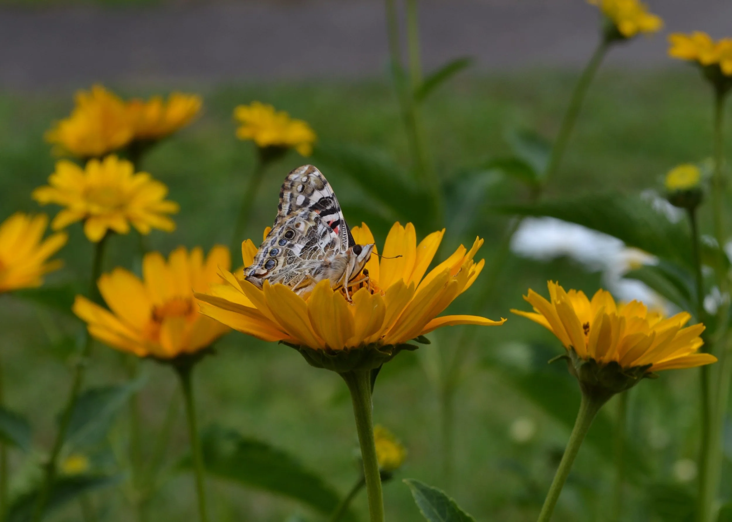 DSC_0320.JPG