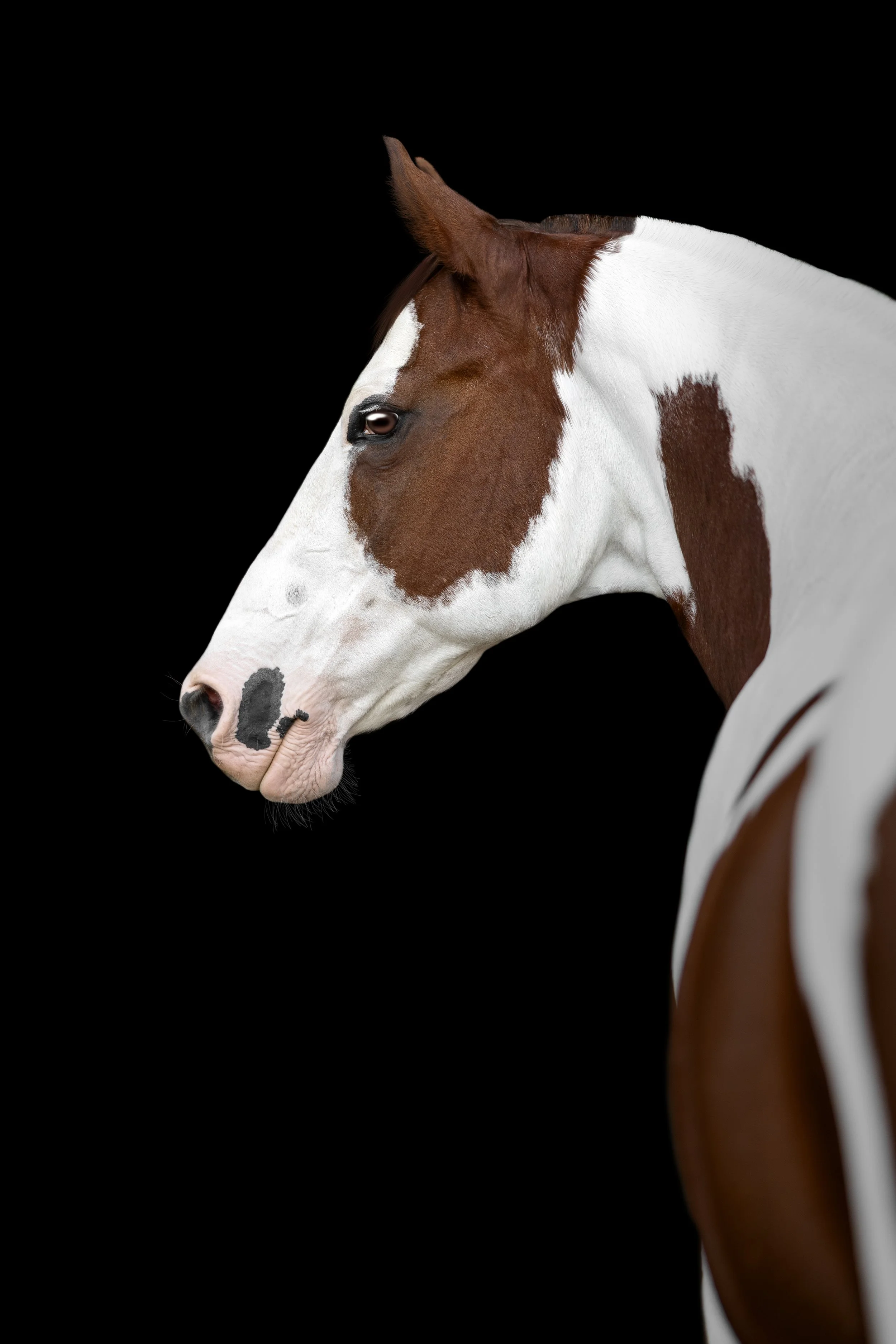 Equine Portrait Session FAQ’s
