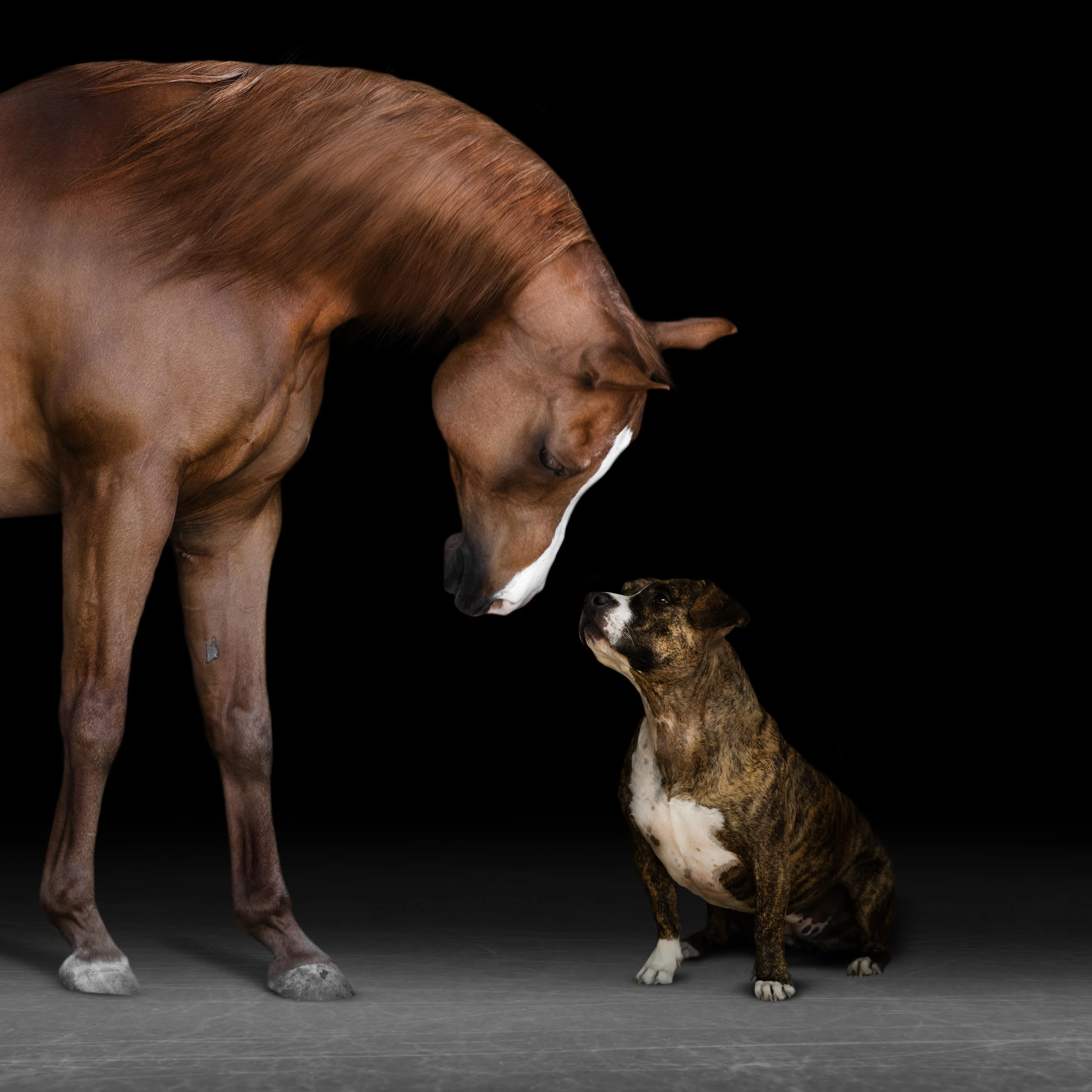 Sorrel Arabian Gelding with a Brindle American Bully