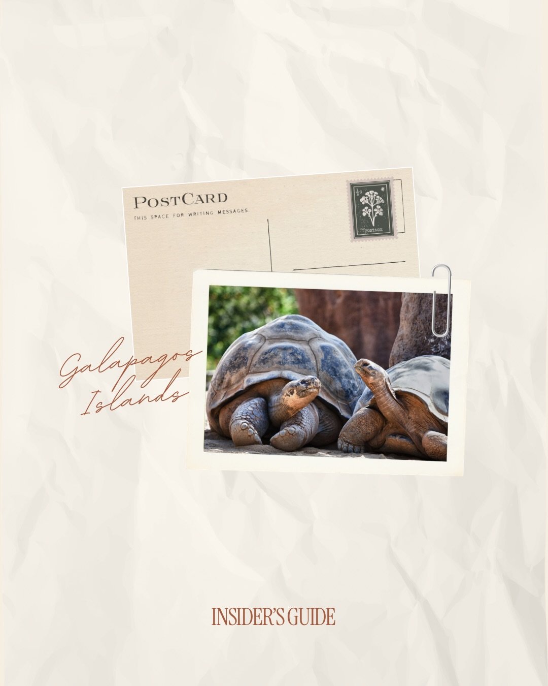 Planning a trip to the Gal&aacute;pagos Islands? Here&rsquo;s what you need to know before you go. 🌎

From choosing between a Gal&aacute;pagos cruise vs. a land-based itinerary to the best time to visit, wildlife highlights, and how to plan responsi