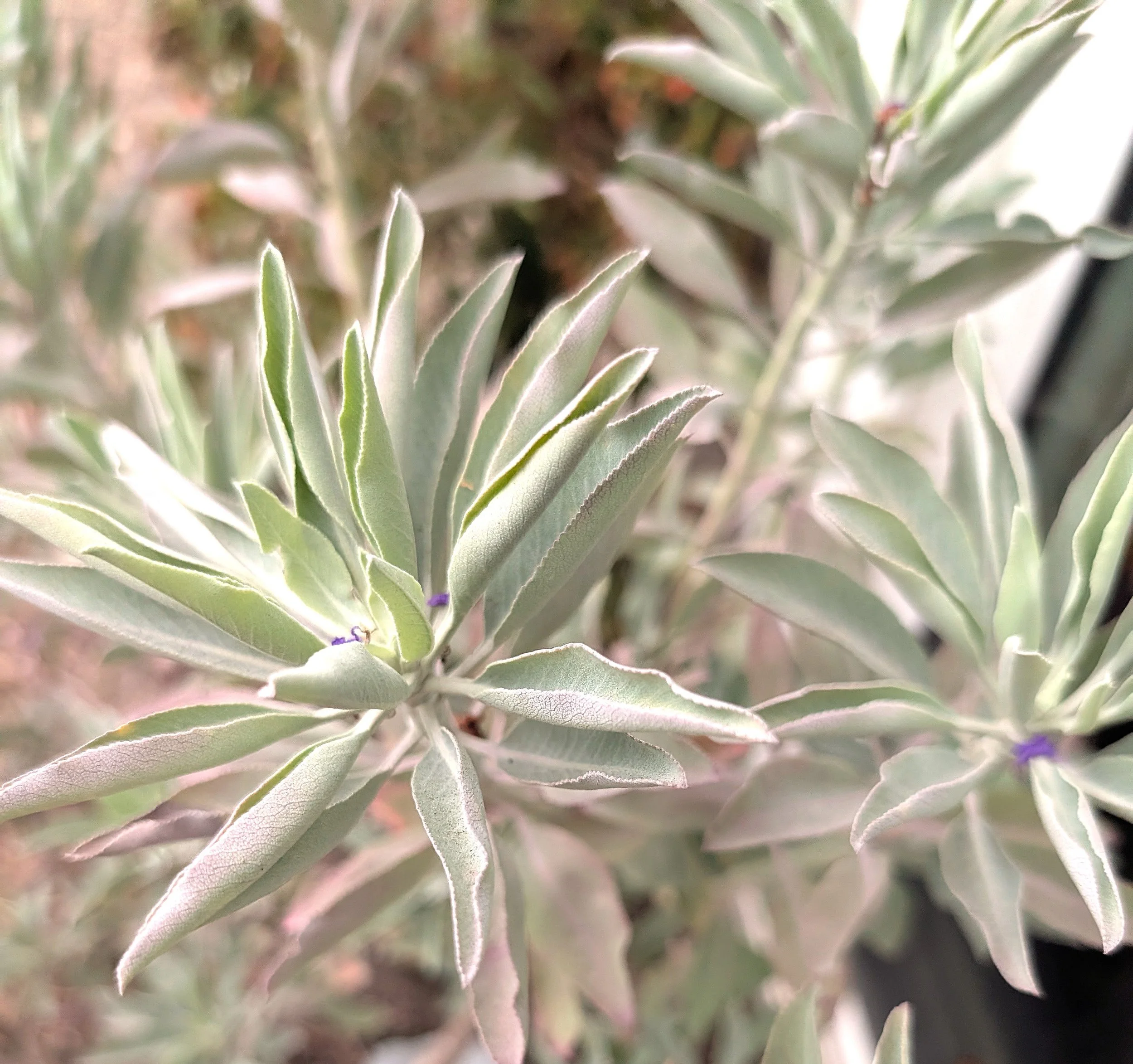 White Sage: dried whole leaves 11 g/0.38 oz.