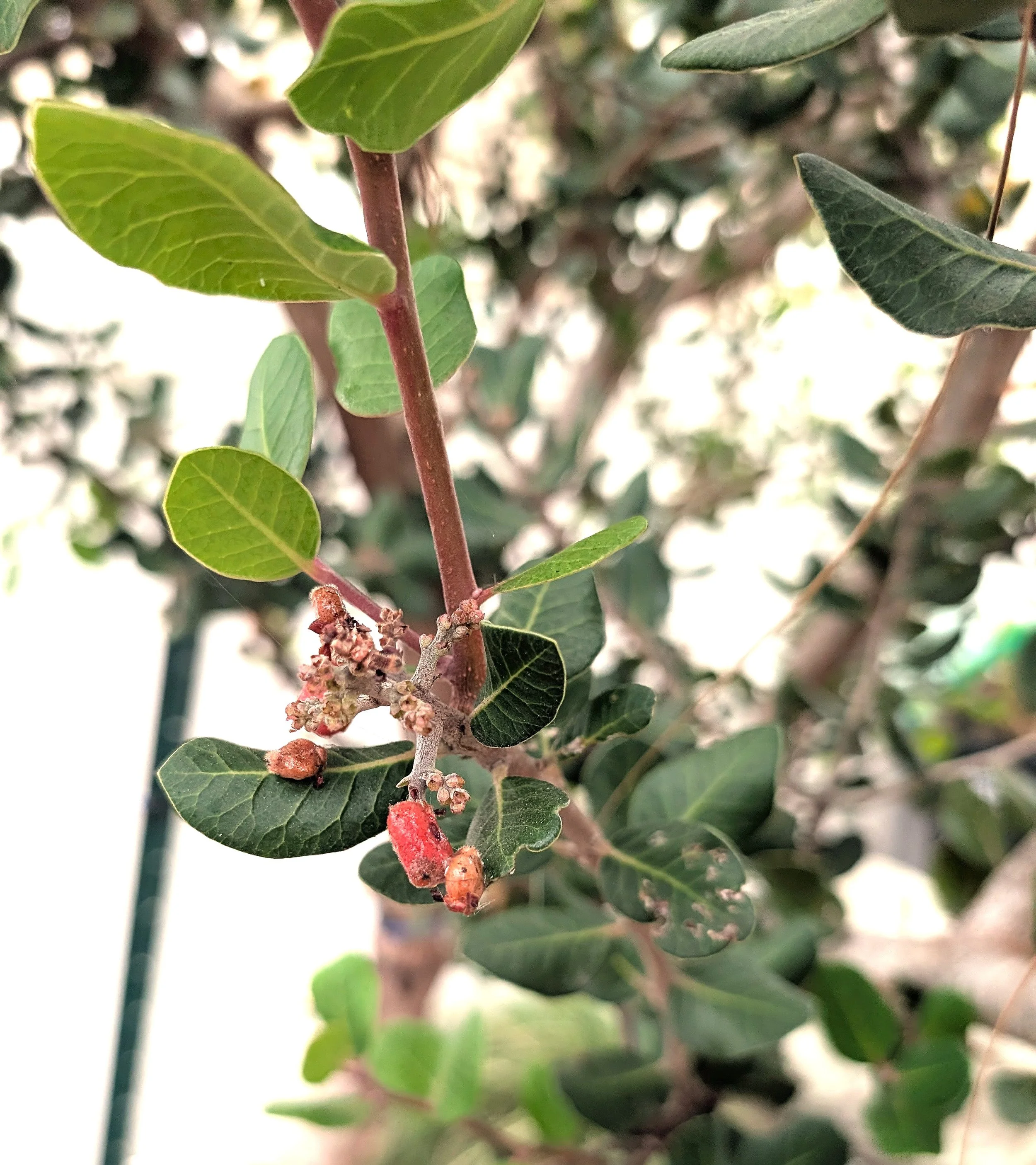 Lemonade Berry: dried, sifted & cut young leaves & dry whole berries 48 g/1.7 oz.