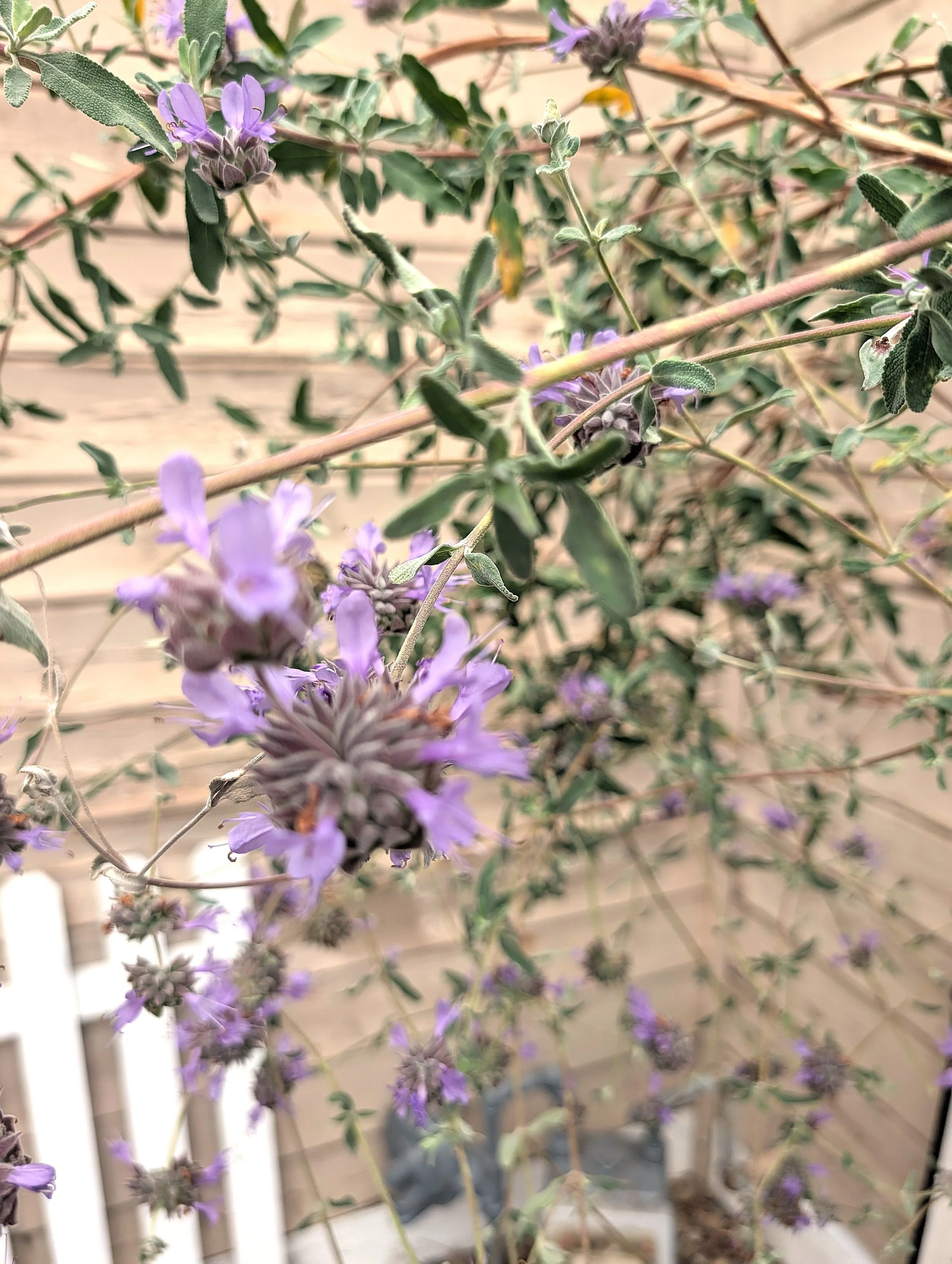 Cleveland sage: dried & sifted whole leaves and flowers 16 g/ 0.5 oz.