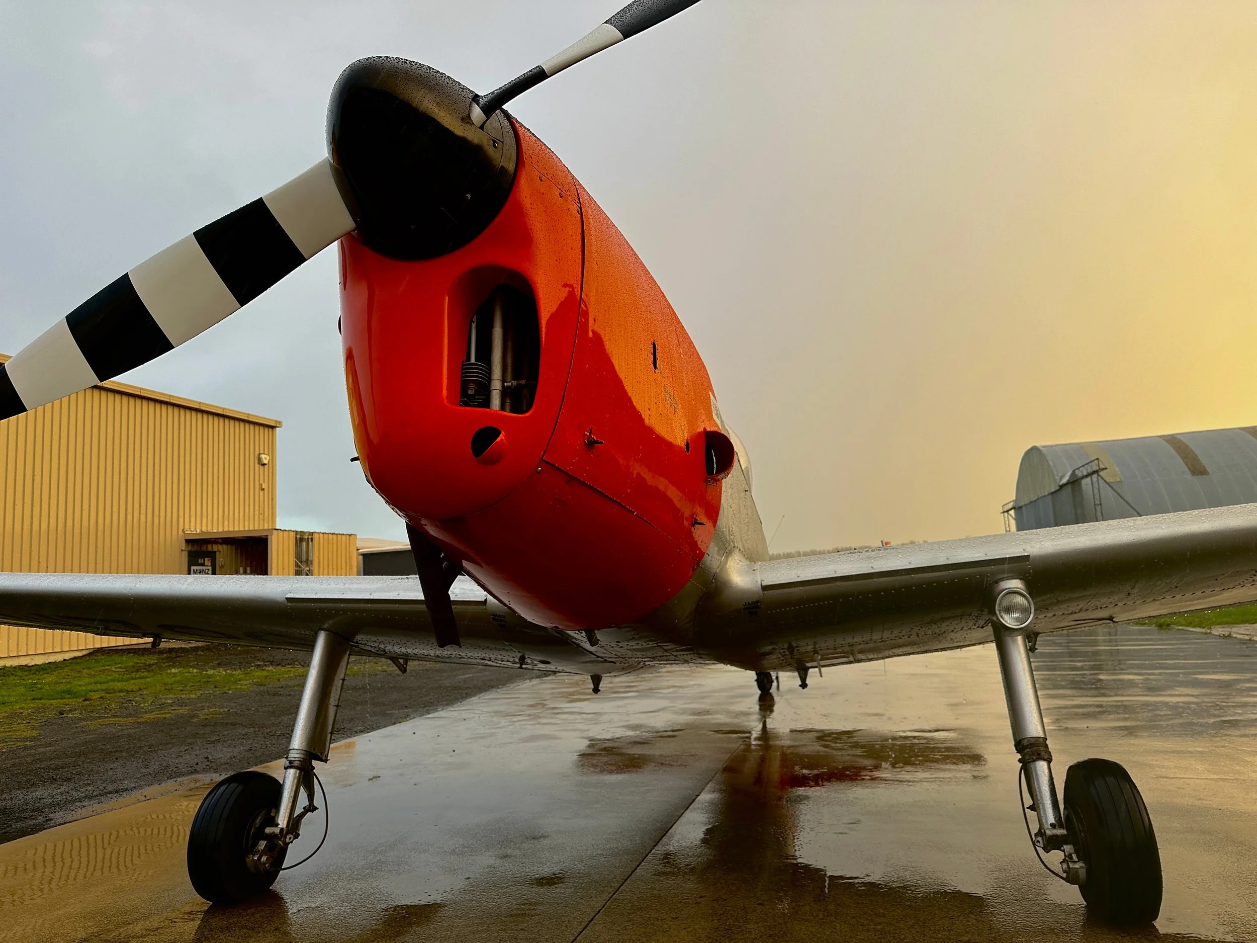 Chipmunk WZ865 IMG_4280.jpg