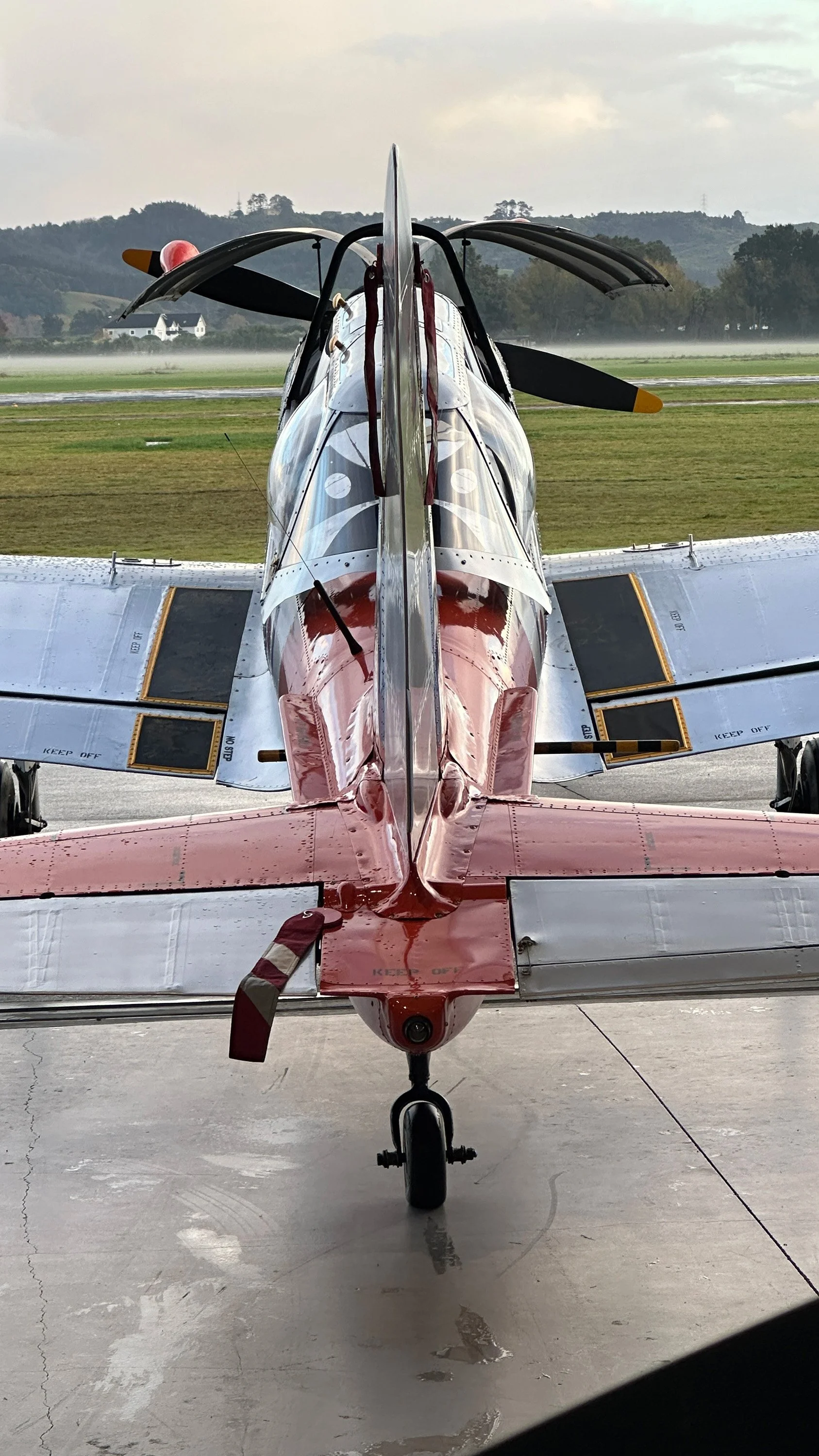 Chipmunk WZ865 IMG_4484.jpg