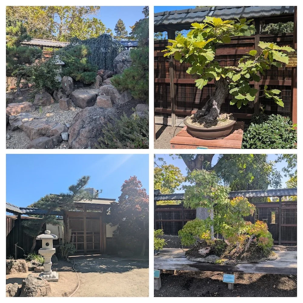 Bonsai bandits at Lake Merritt