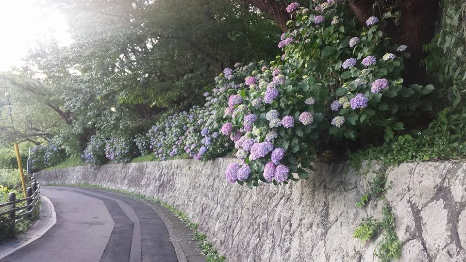 Hydrangeas and the way perspective changes everything