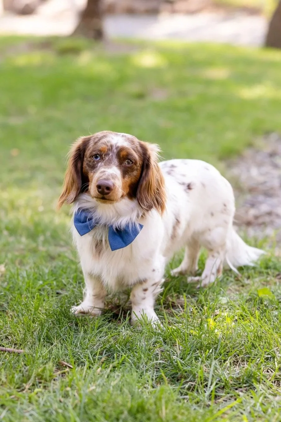 A cute small dog with brown and white speckled fur, wearing a blue bow tie, standing on green grass in a park.