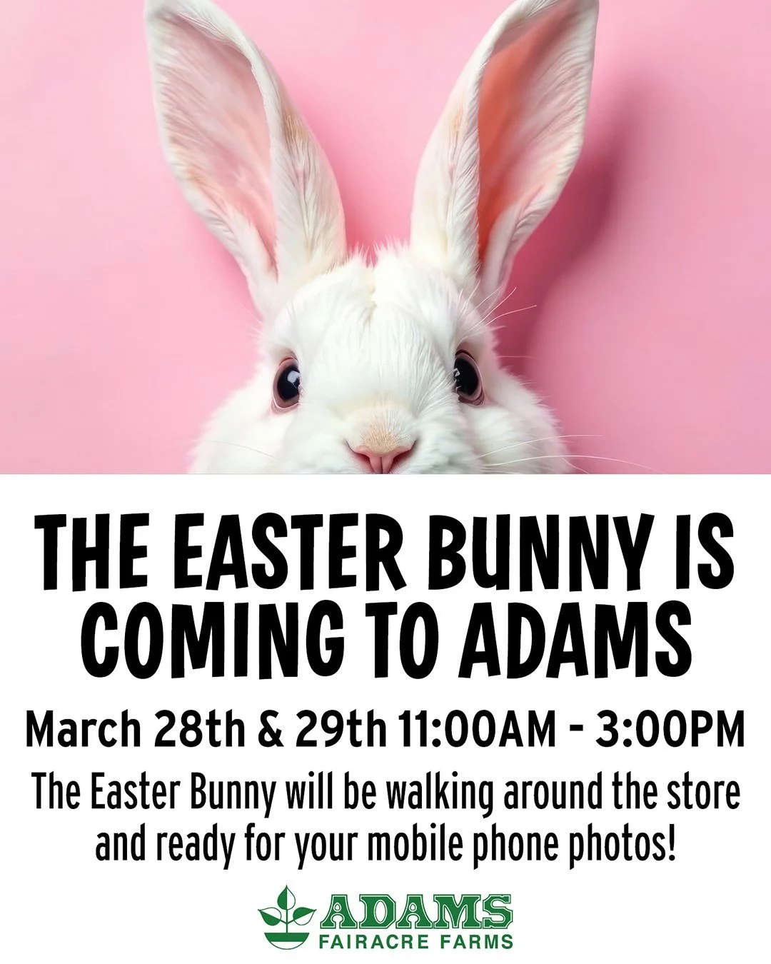 The Easter Bunny is hopping into Adams! 🐰💐
At all locations, swing by March 28th &amp; 29th from 11AM&ndash;3PM to spot him around the store and snap a quick pic 📸
Bring the kids, bring your camera, and get ready for some egg-stra sweet memories ?