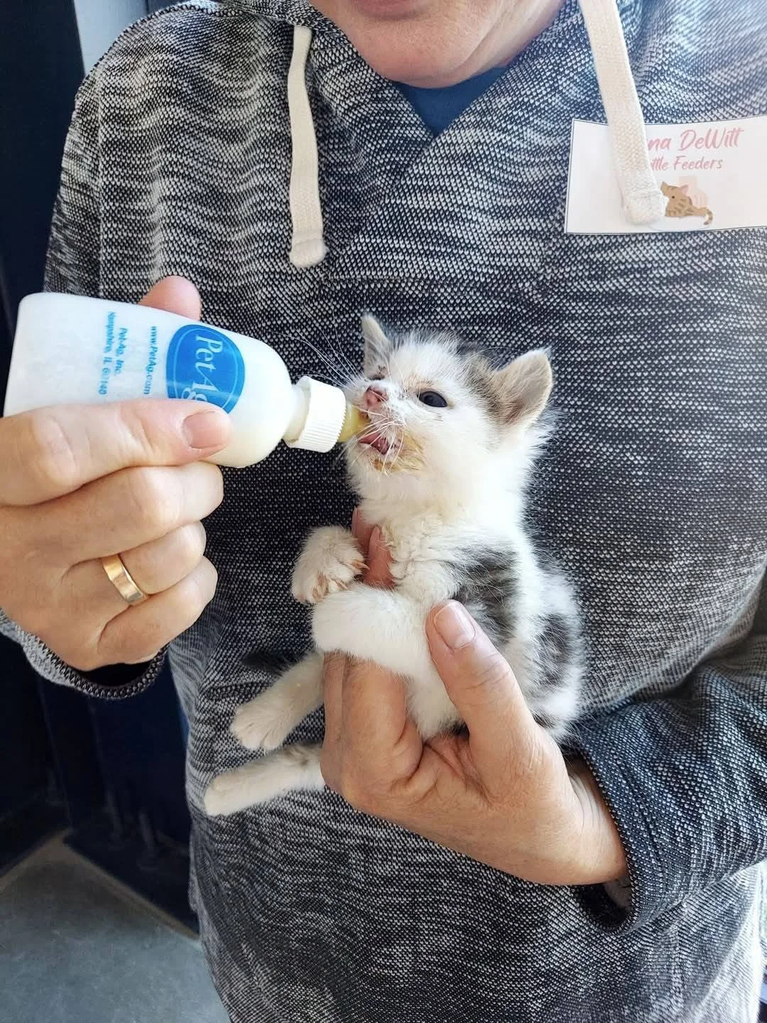 Person feeding a tiny kitten with a bottle, person wearing a gray and black patterned hoodie, person has a gold ring on their finger, and a pink and white name tag on their chest, with a cartoon lion image.