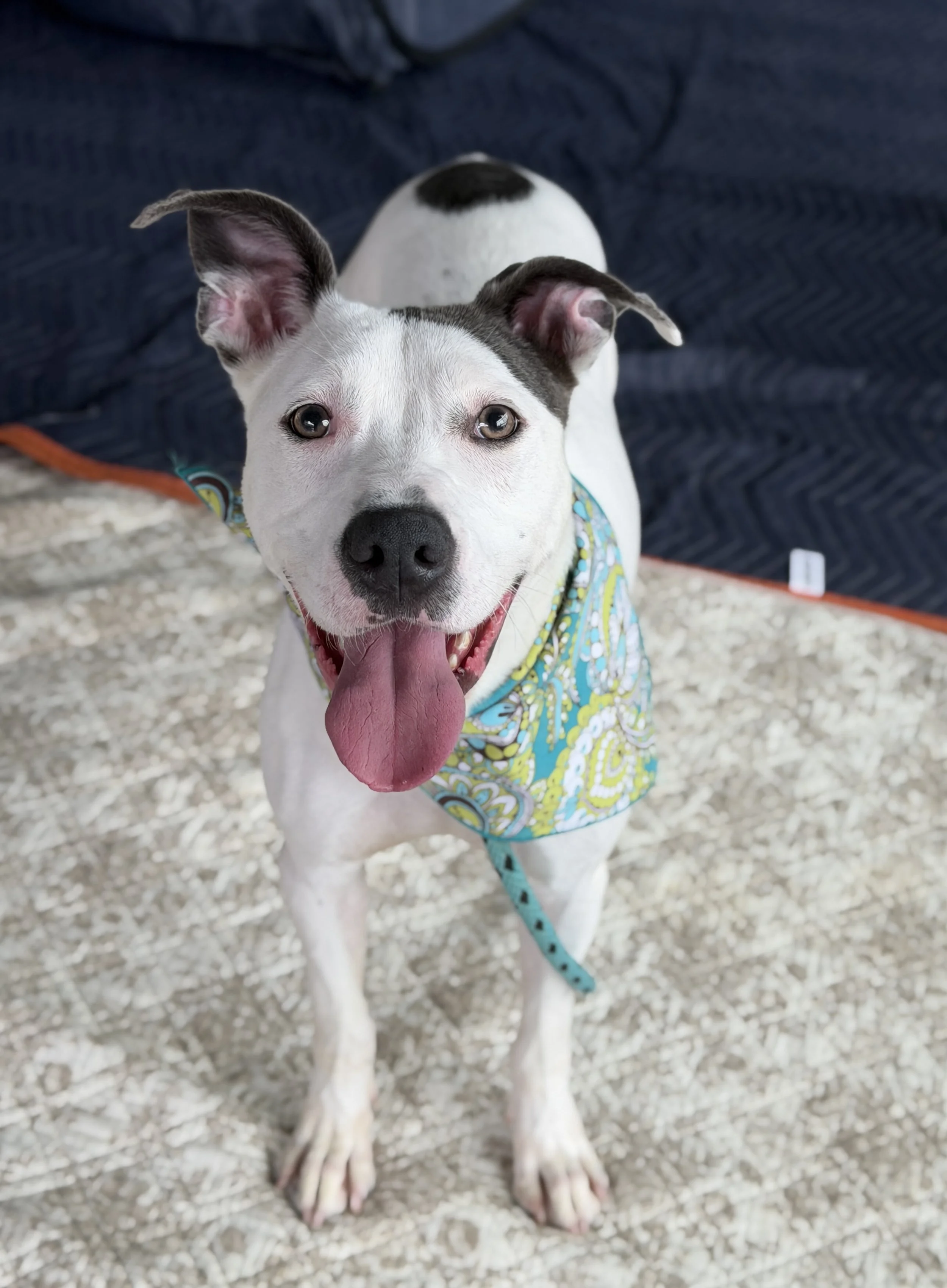 Featured Pet of the Week