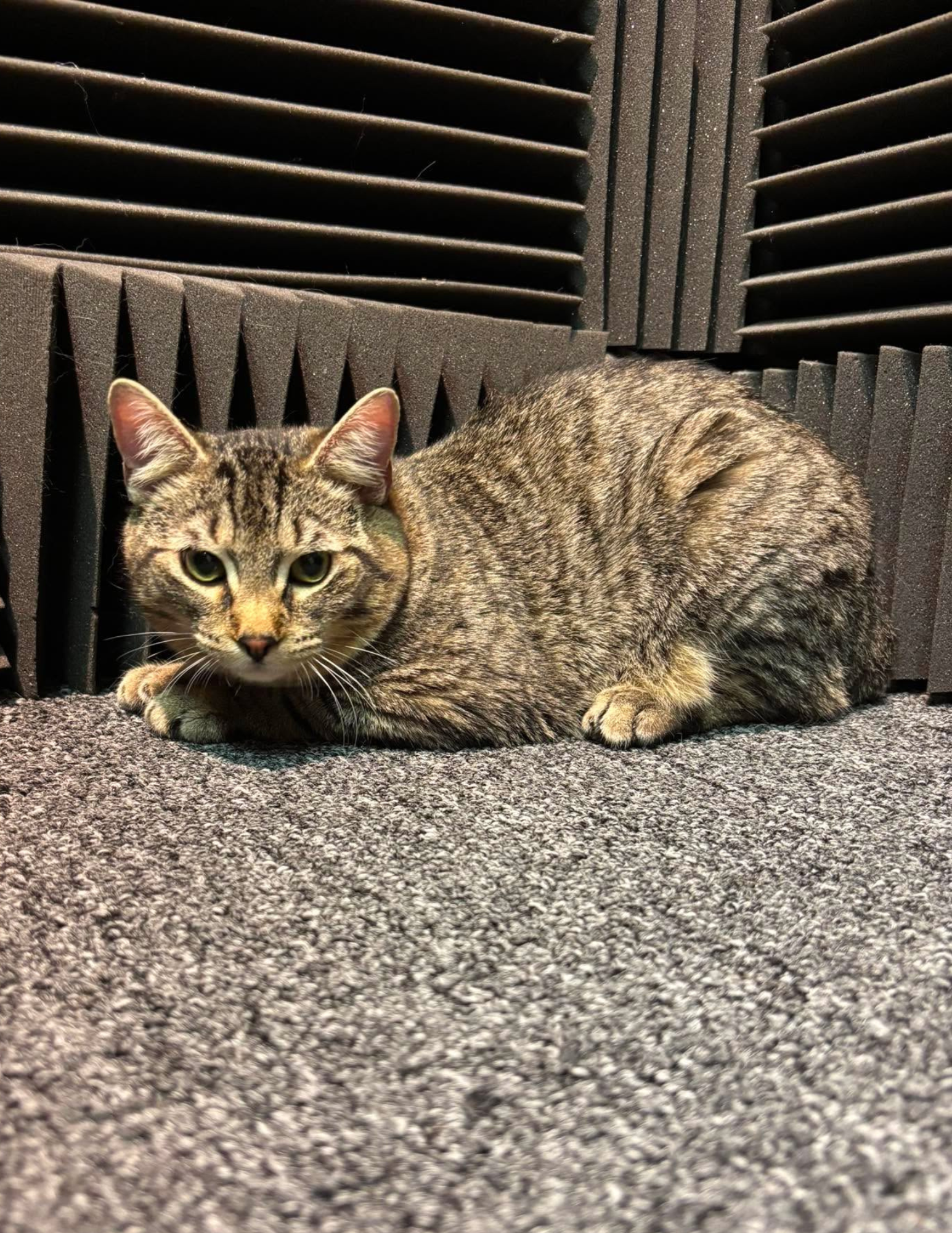 Featured Pet of the Week