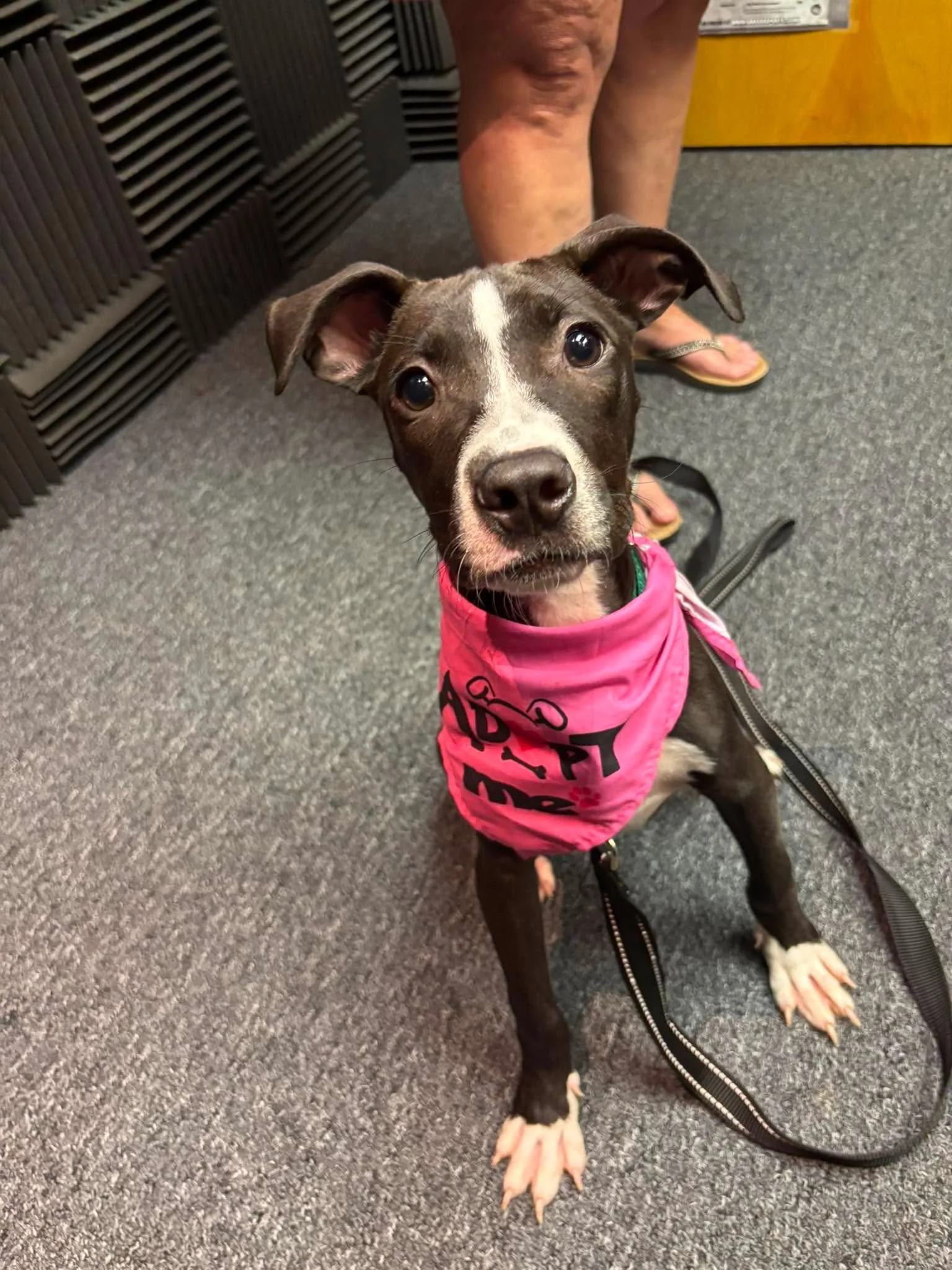 Featured Pet of the Week