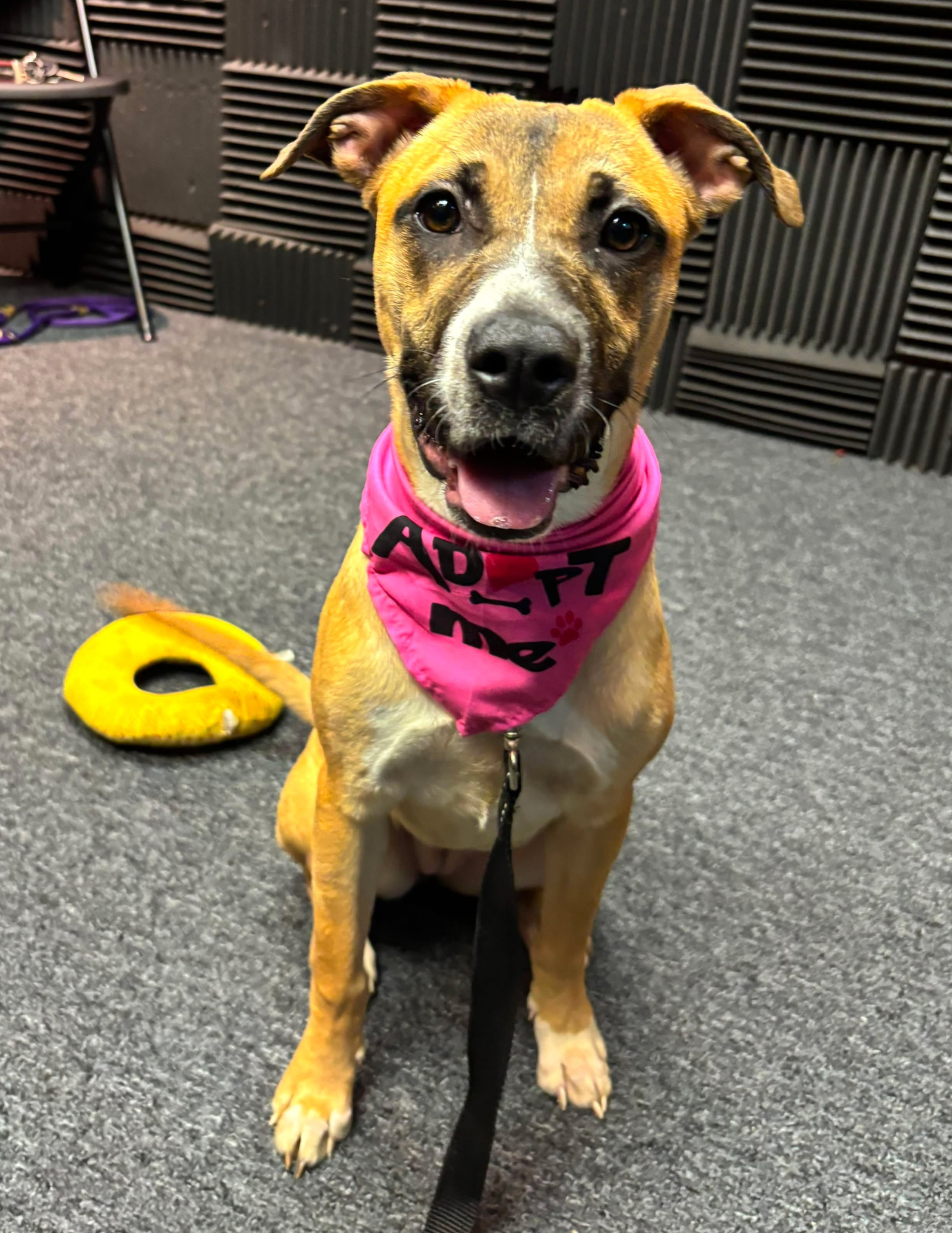 Featured Pet of the Week