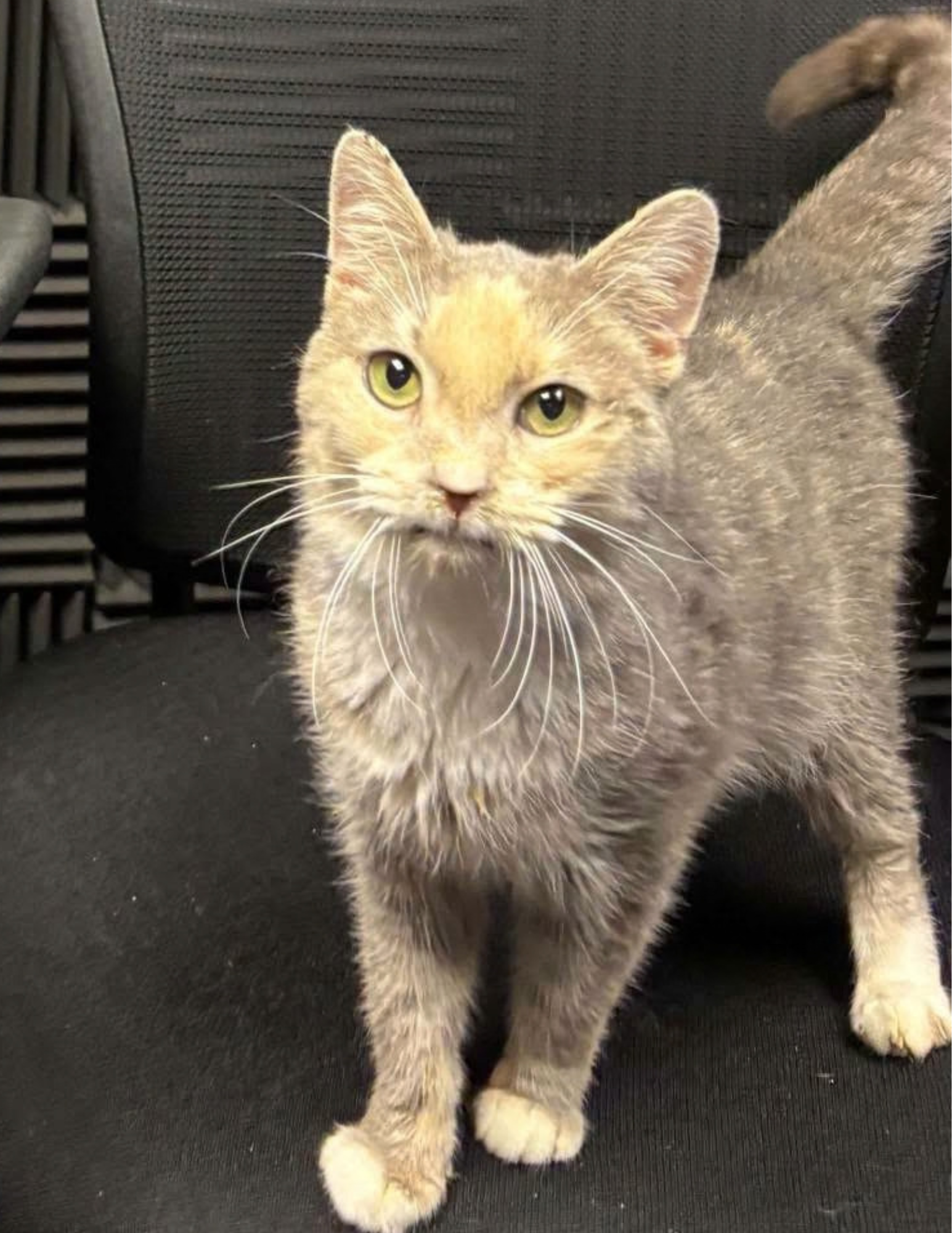 Featured Pet of the Week 