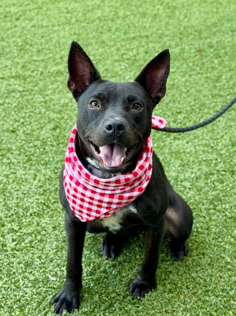 Featured Pet of the Week