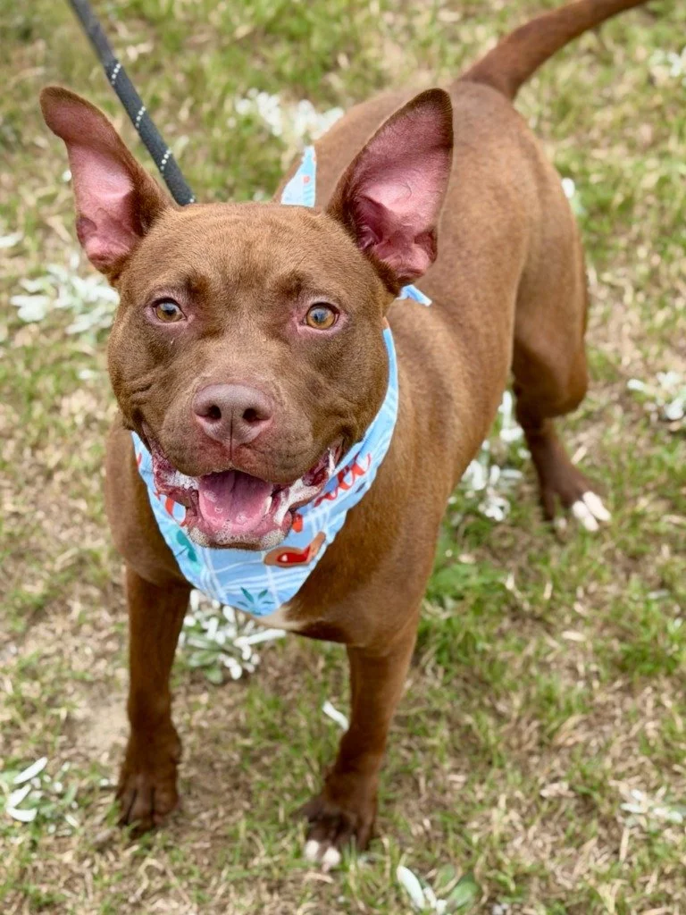 Featured Pet of the Week 