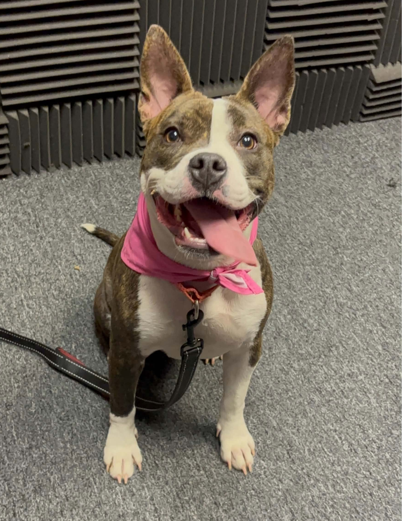 Featured Pet of the Week 