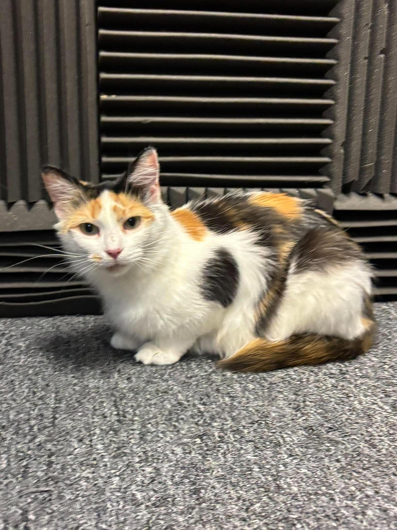 Featured Pet of the Week