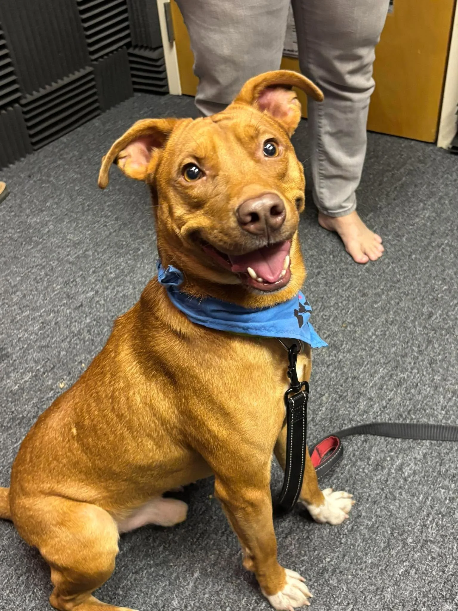 Featured Pet of the Week 