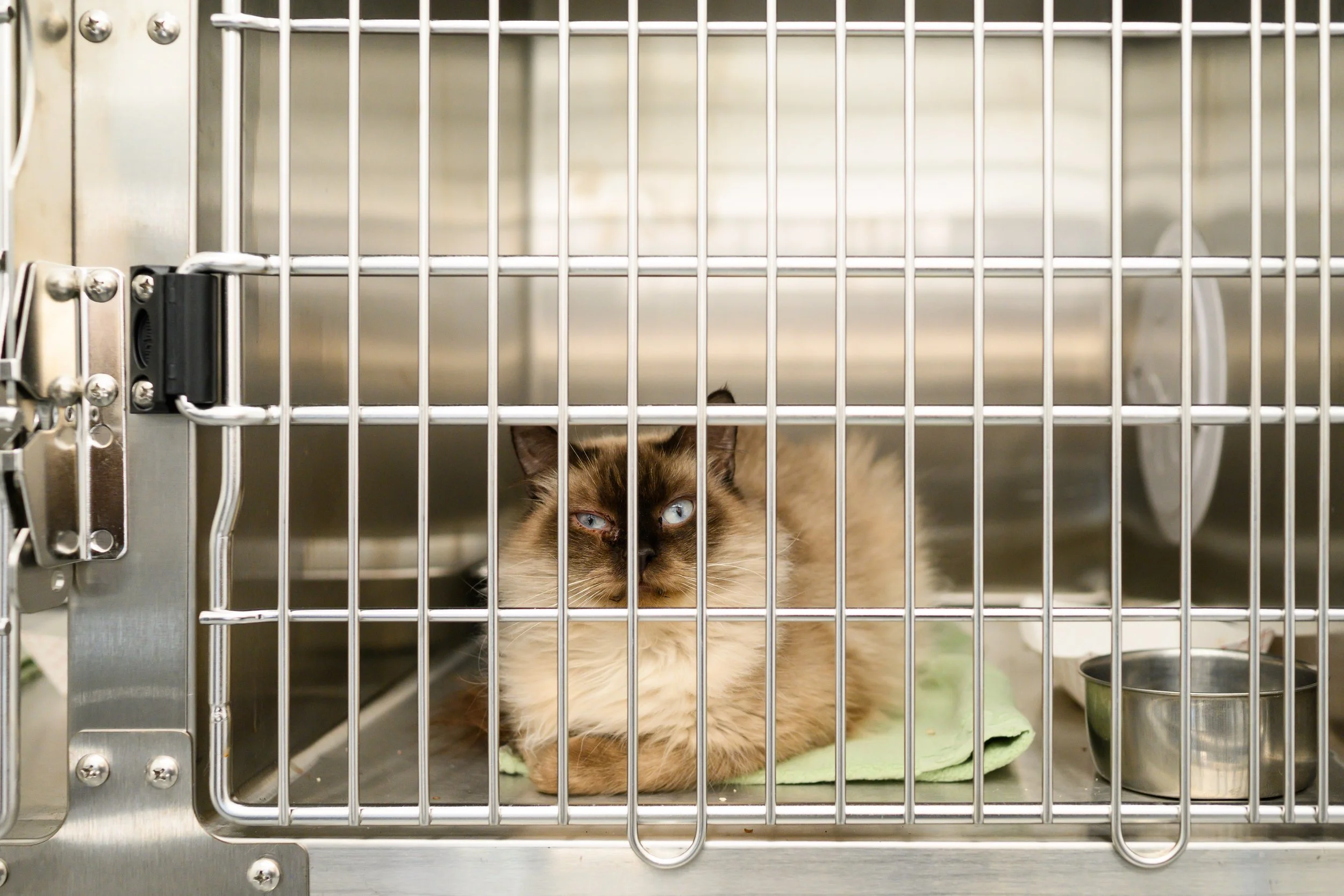 A fluffy Siamese cat with blue eyes lying down inside a stainless steel cage with a green cloth underneath.
