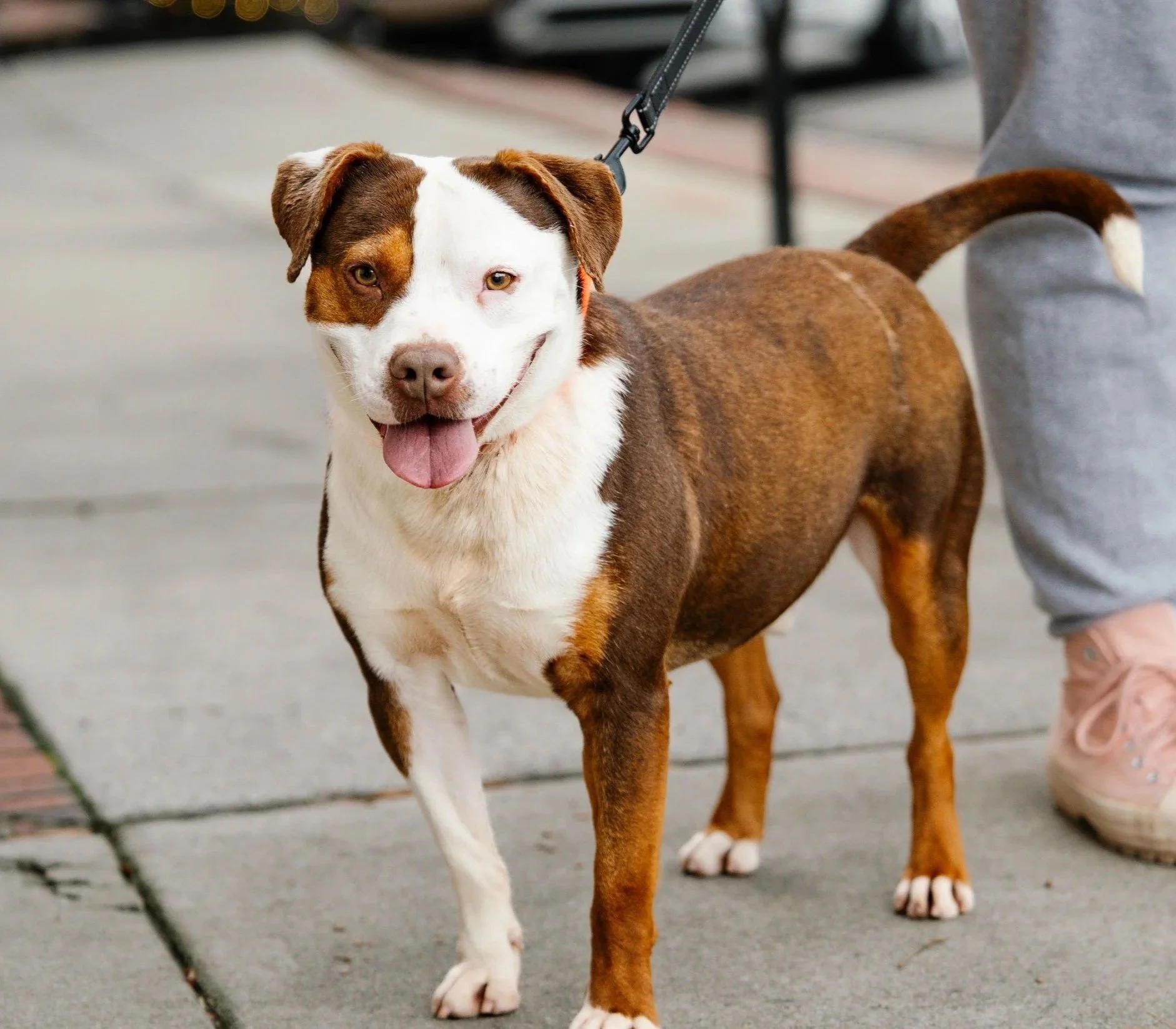 A happy mixed-breed dog with a brown and white coat, standing on a sidewalk with a person in gray pants and pink sneakers nearby.