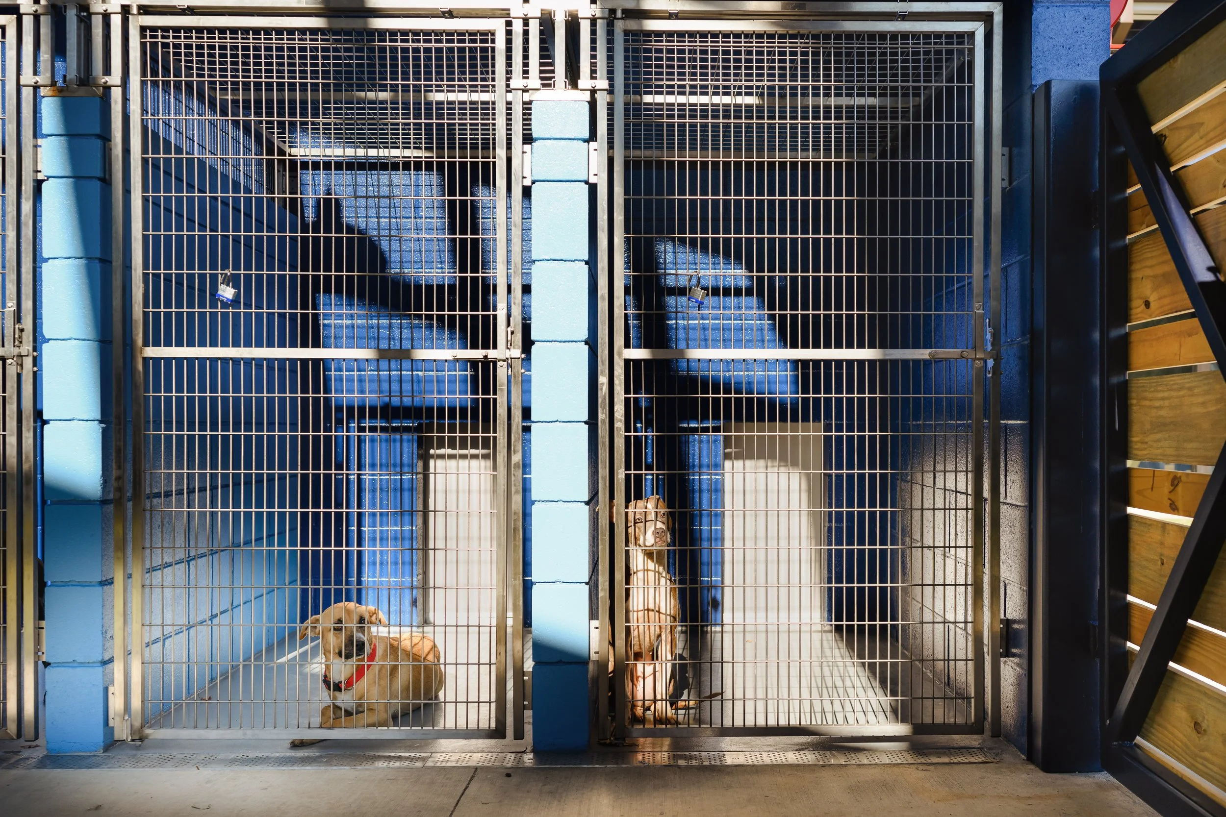 Two dogs inside separate metal kennels with blue wall panels behind them, one dog is lying down and the other is sitting, looking toward the camera.