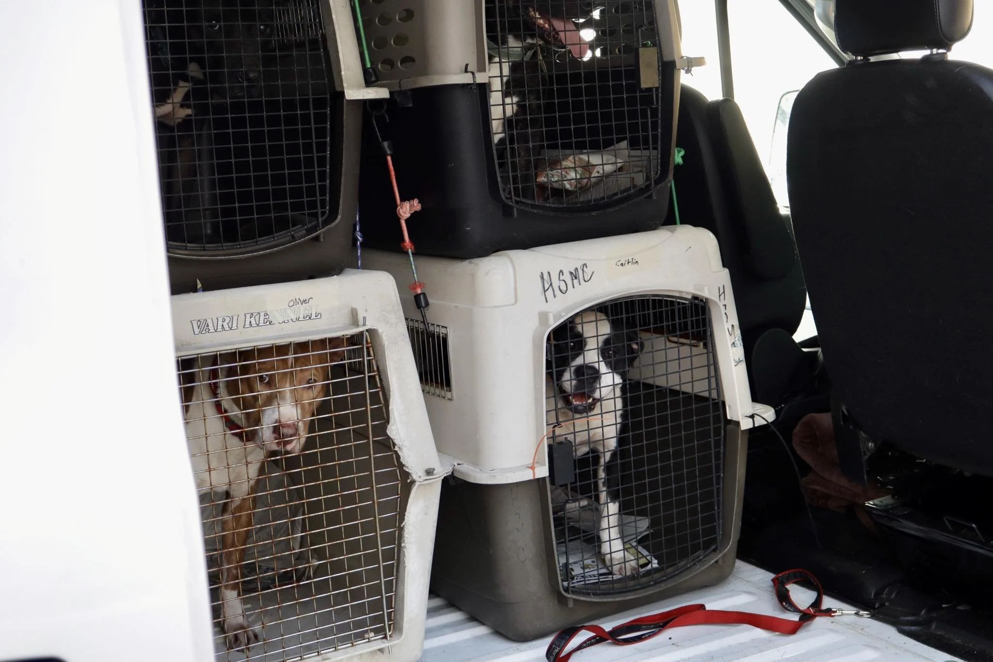 Two dogs inside separate pet carriers in the back of a vehicle, with pet crates stacked on top.