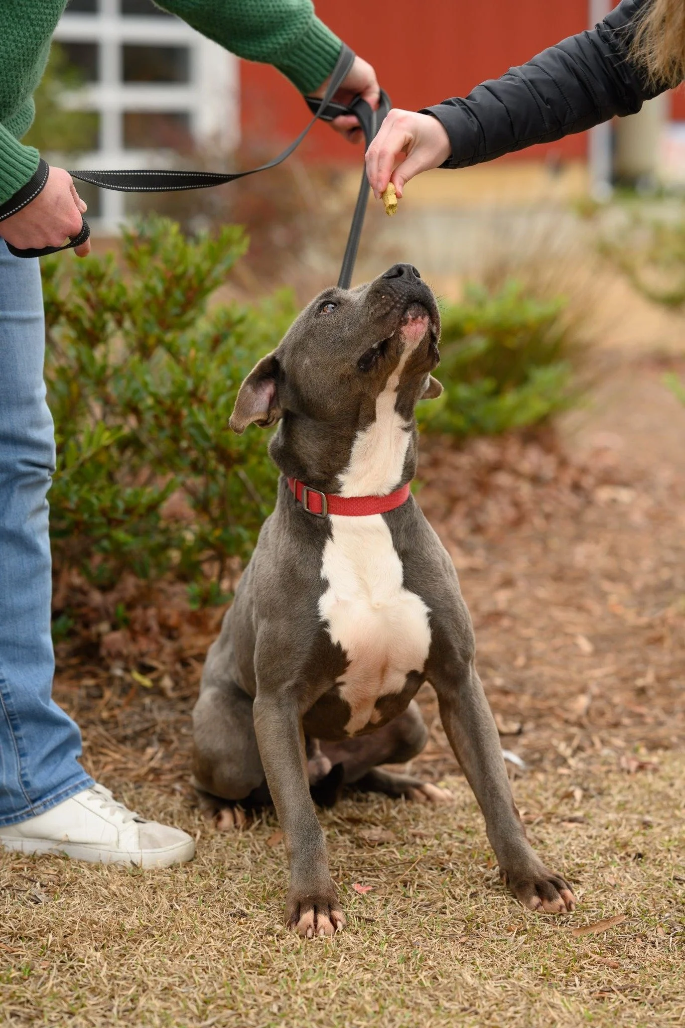 A gray and white puppy with a red collar sitting on grass, being fed a treat by a person in a black jacket. Another person in blue jeans and a green sweater holds the leash.