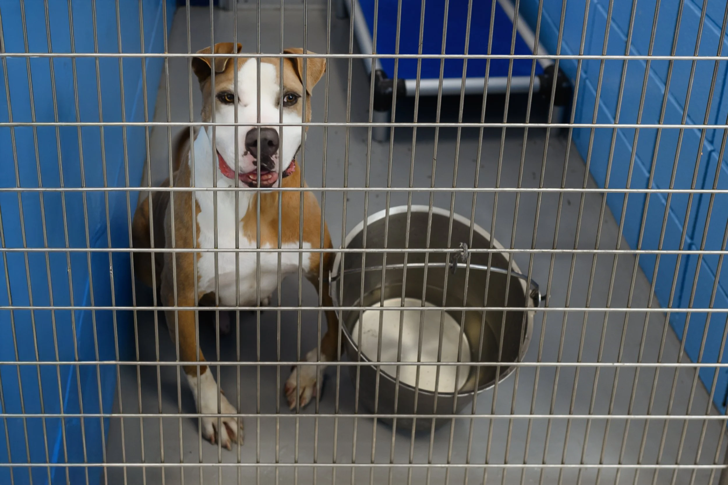 A brown and white dog inside a blue kennel, sitting next to an empty metal water bowl.