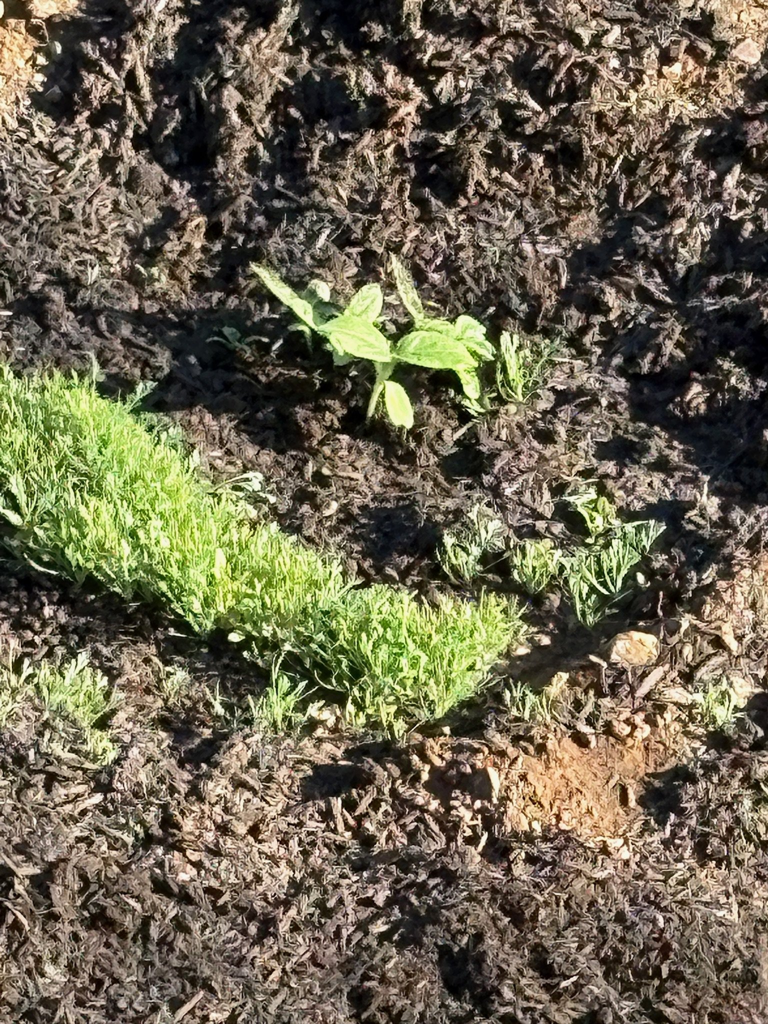 New growth Hartzell HR.JPG