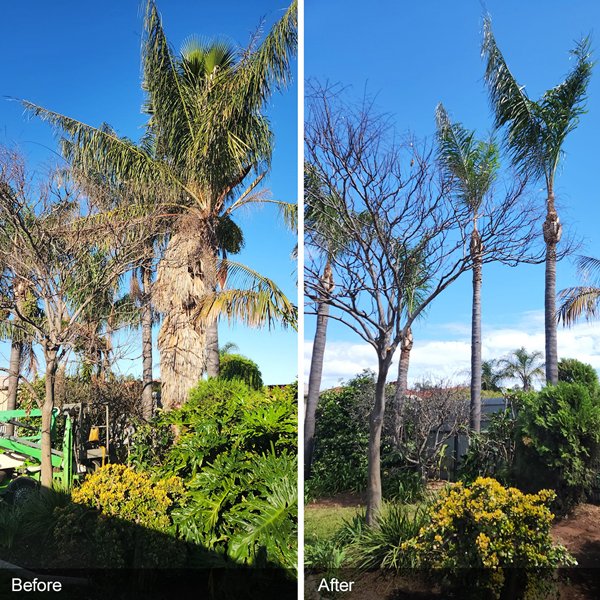 Hi-Palms-Palm-Tree-Pruning-Gallery-4.jpg