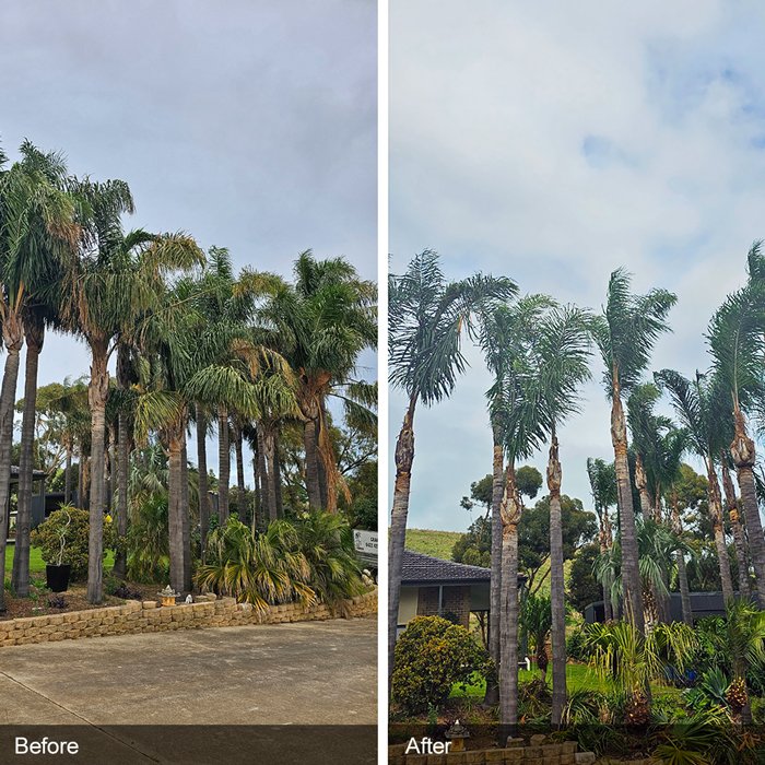 Hi-Palms-Palm-Tree-Pruning-Gallery-2.jpg