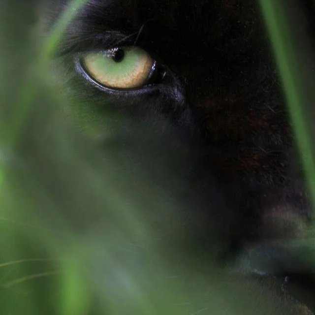 The Jaguar Speaks