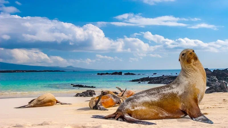 Cruising Galapagos Islands.jpeg