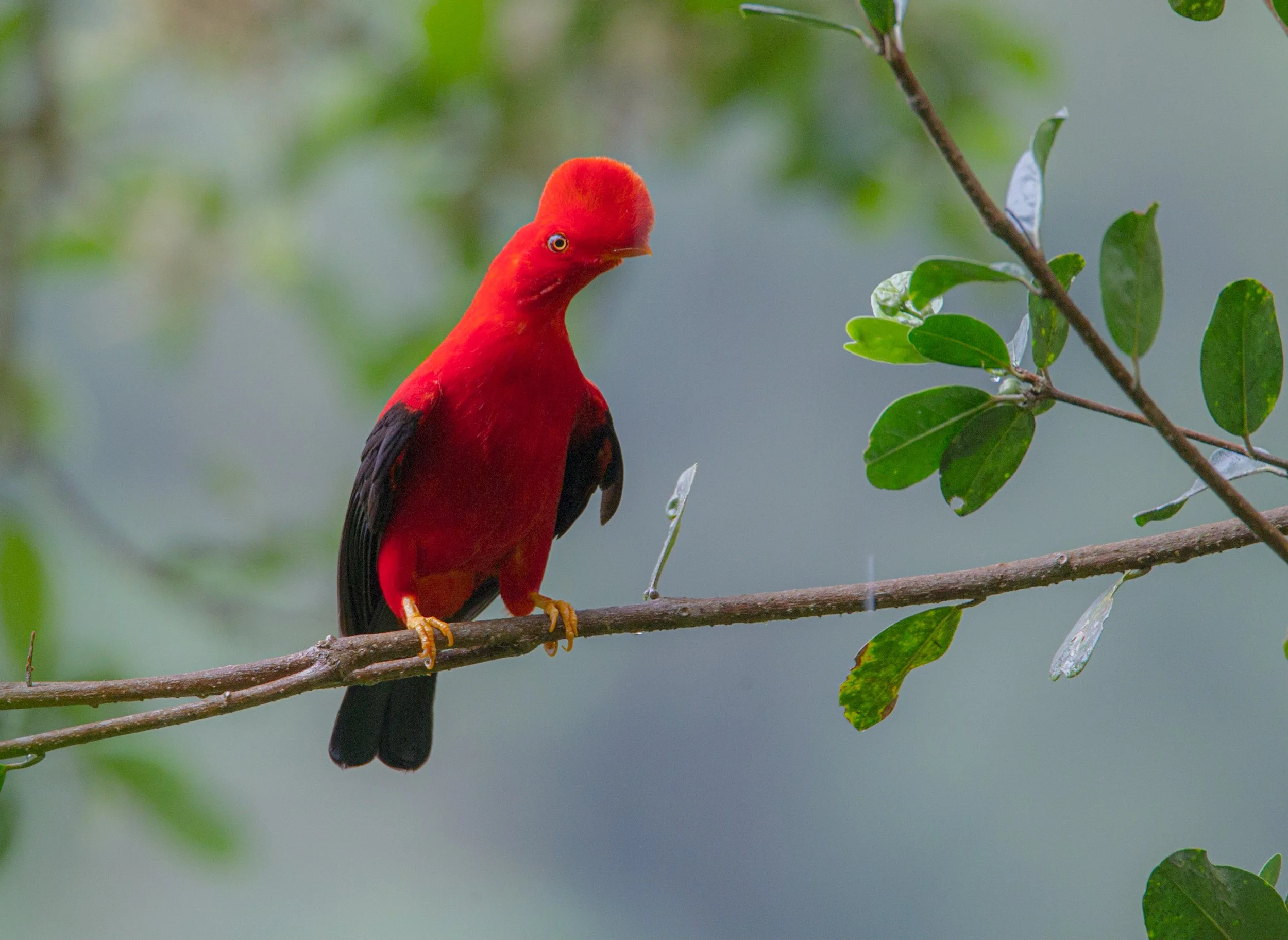 Birdwatch in the Mindo Cloud Forest