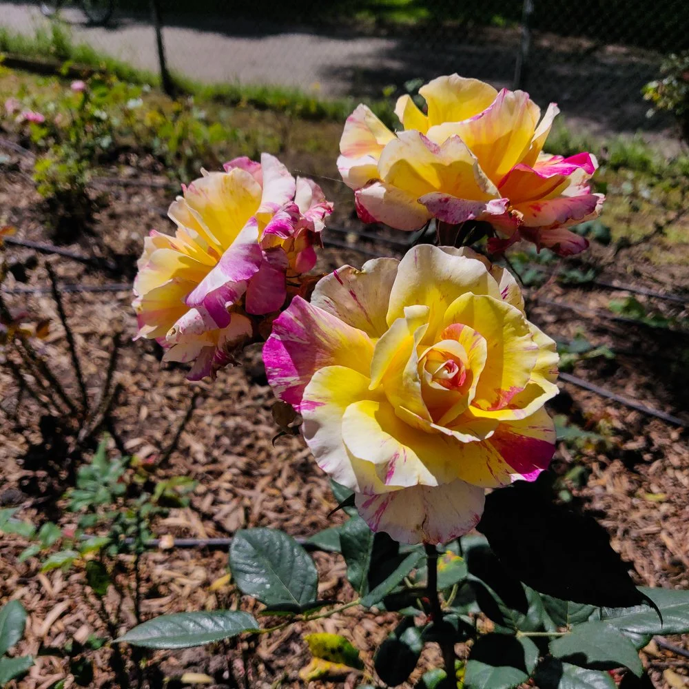 BotanicalGardens-19.jpg