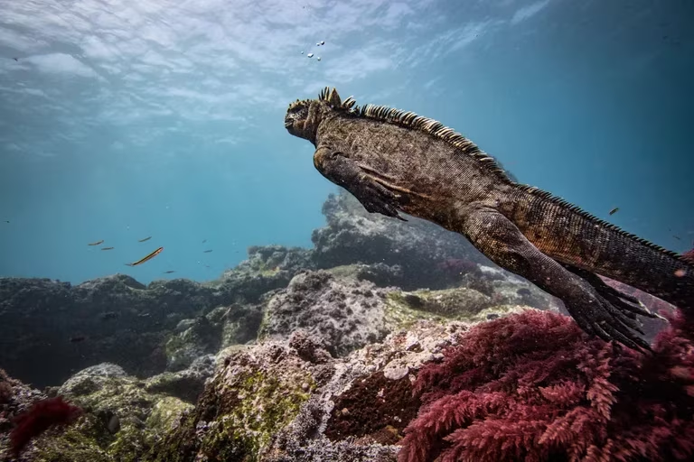 marine-iguana-galapagos-islands.png