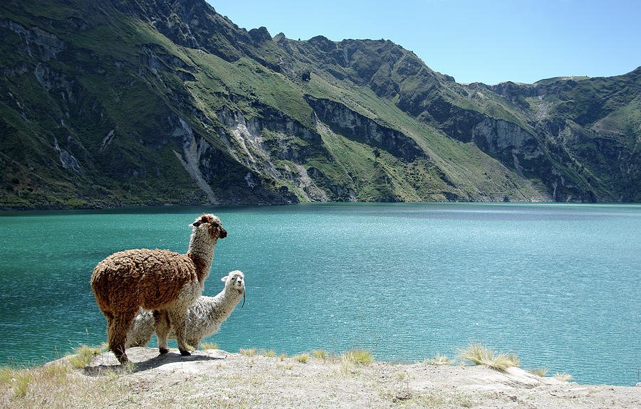 two-alpacas-at-laguna-quilotoa-photography-by-jessie-reeder.jpg