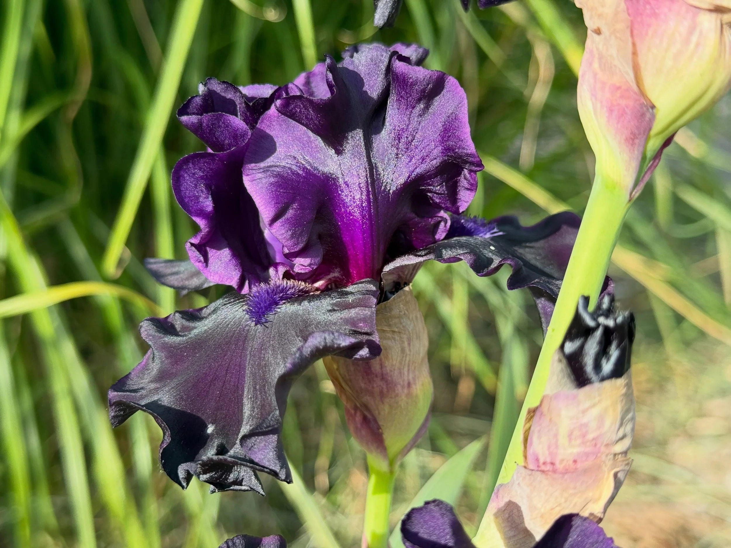 Luminous plum with light shining through, and moody violet the shade. This is my most recent iris to unfurl. From > @schreinersgardens 🪻