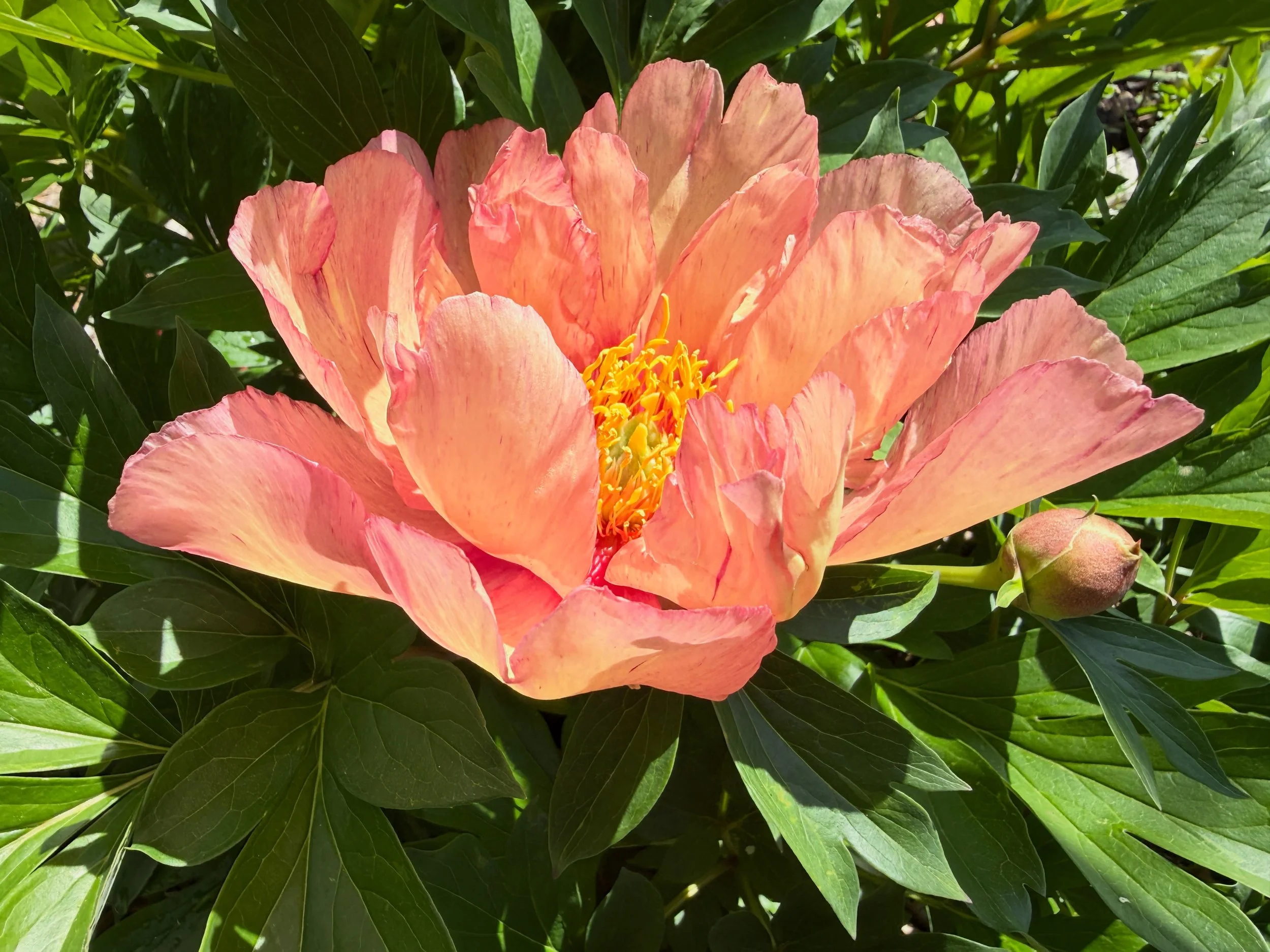 Some days are long. There are so many hardships in our communities. There are so many circumstances I wish I could change. Renewal is a practice I have been trying to give more of my time. It&rsquo;s hard for me to pause. This peony however, stopped 
