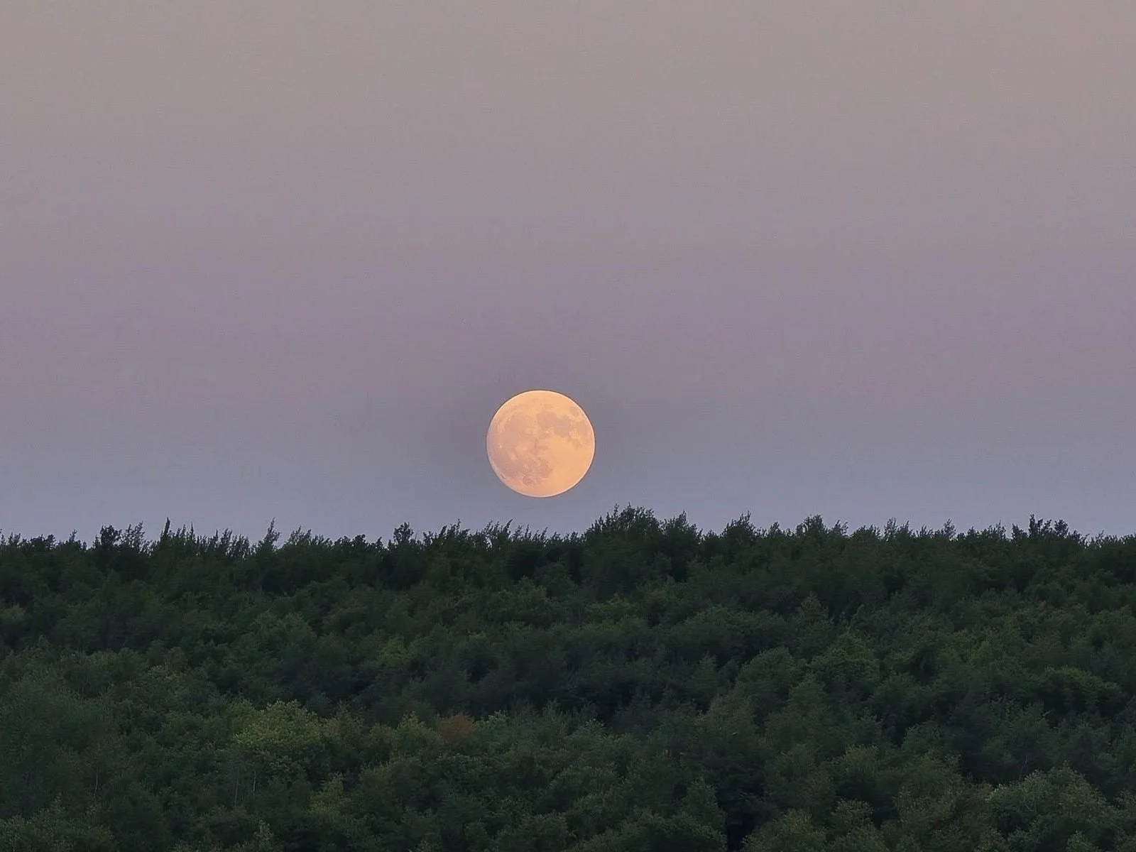 skyline of trees at dusk with the full moon peeking over the landscape