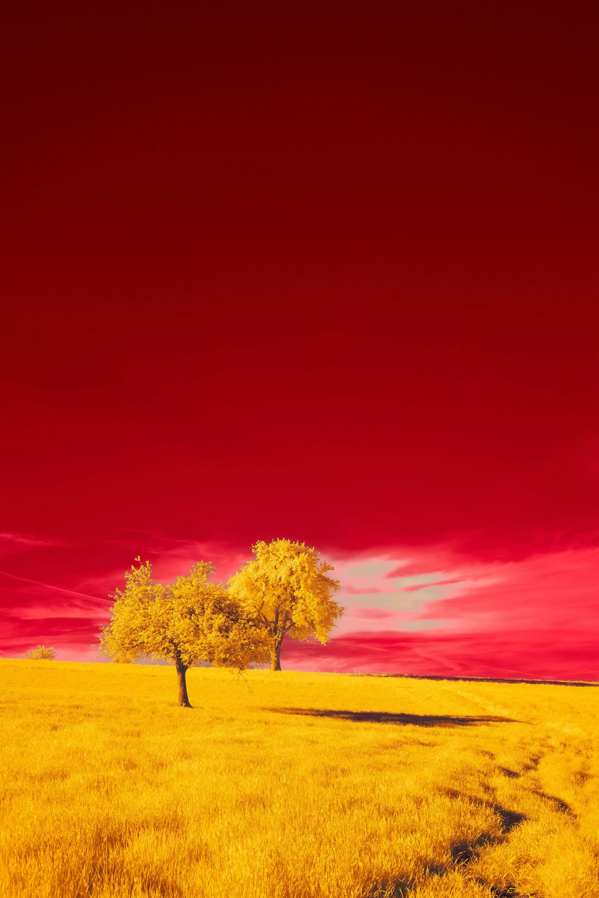 A landscape with two trees in a yellow field, under a dramatic red sky with wispy clouds.