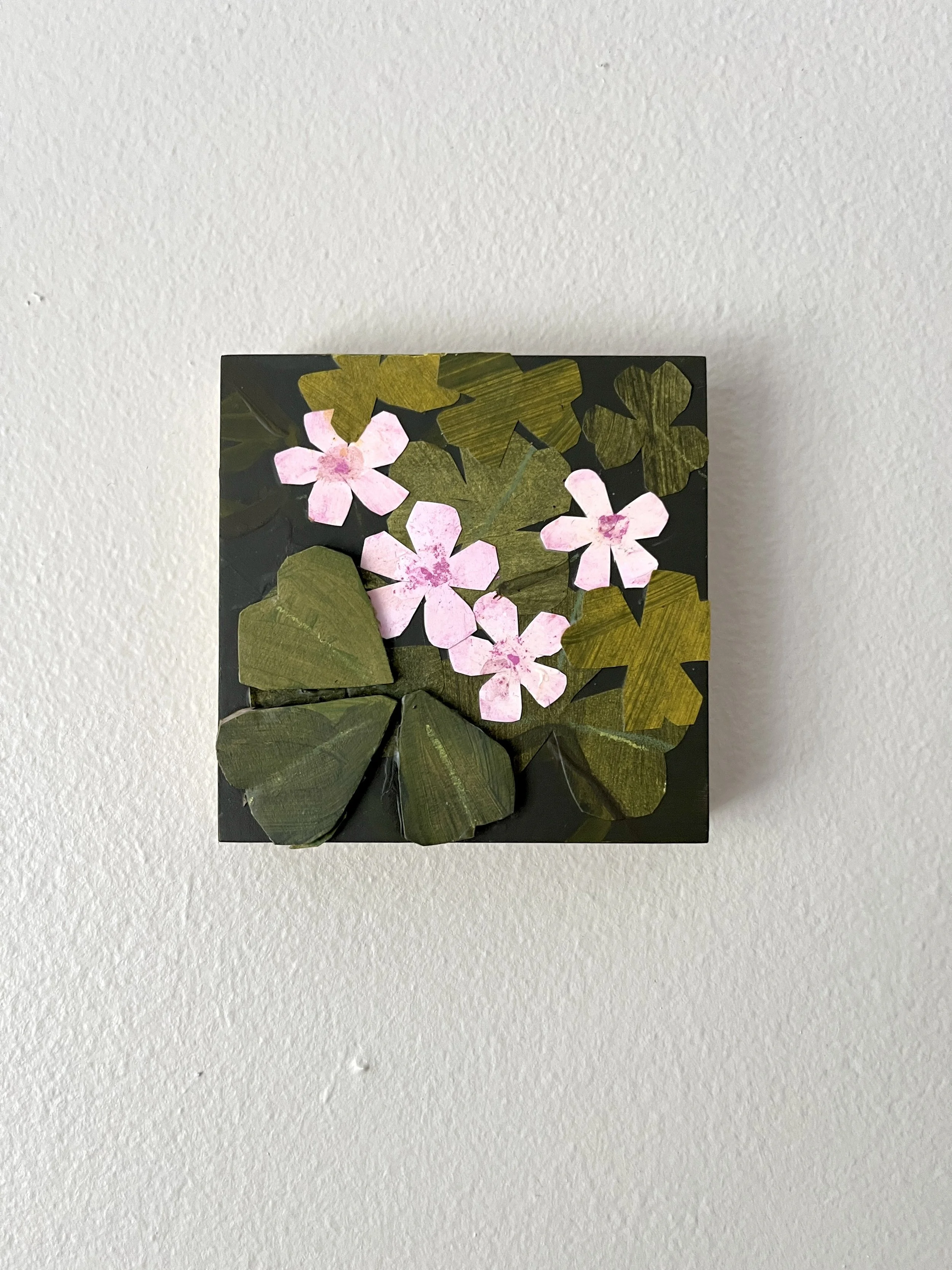 Wood Sorrel - 4x4