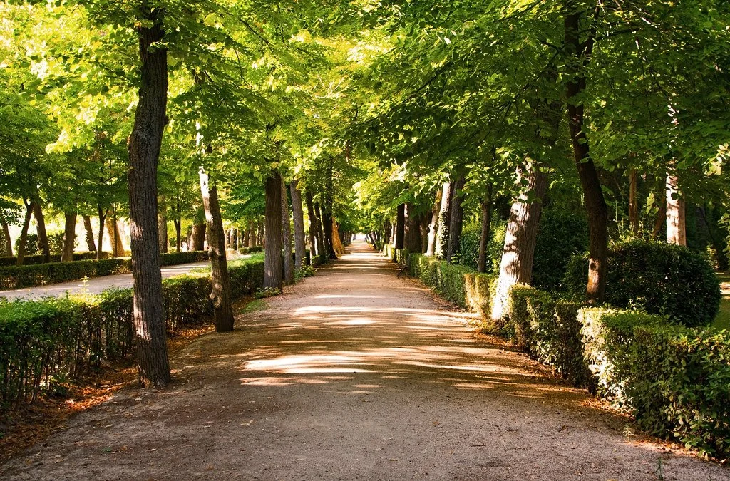 Tree-lined pathway in Bushwick Brooklyn park with sunlight filtering through green leaves.