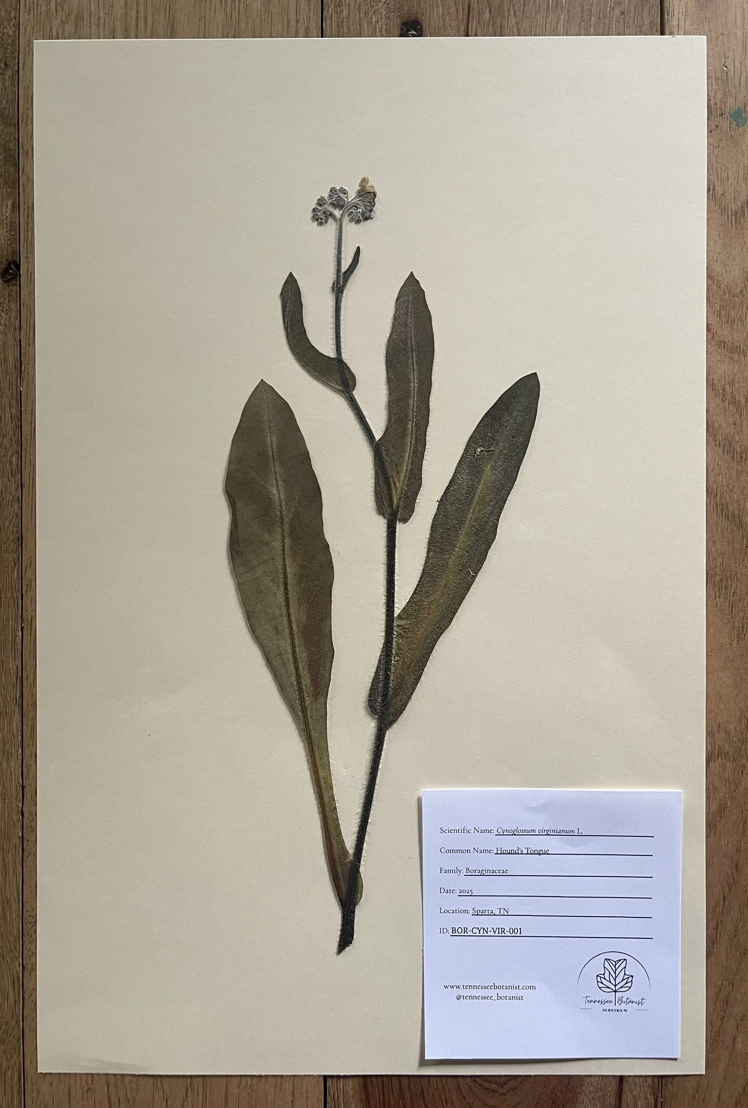 Cynoglossum virginianum