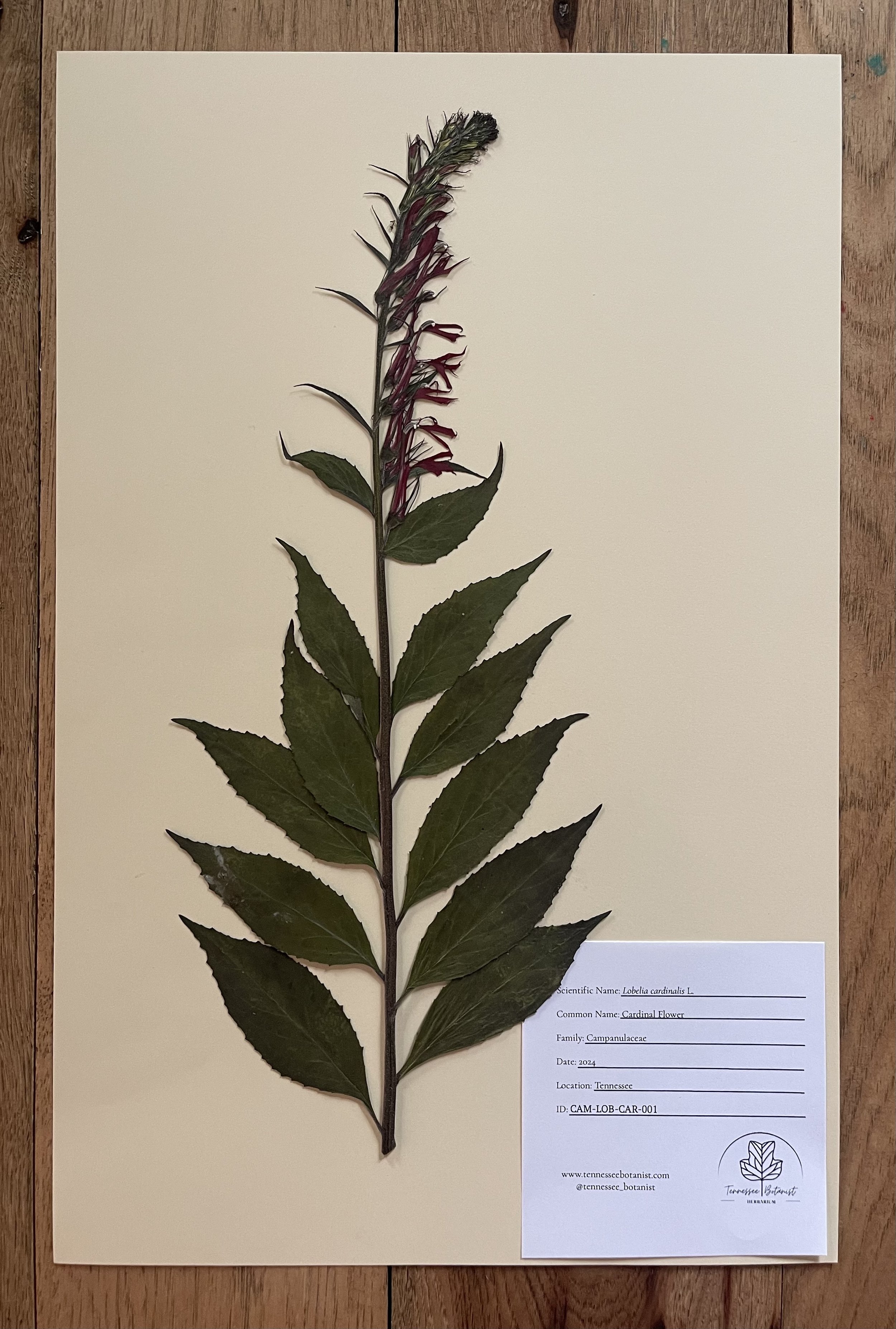 Lobelia cardinalis